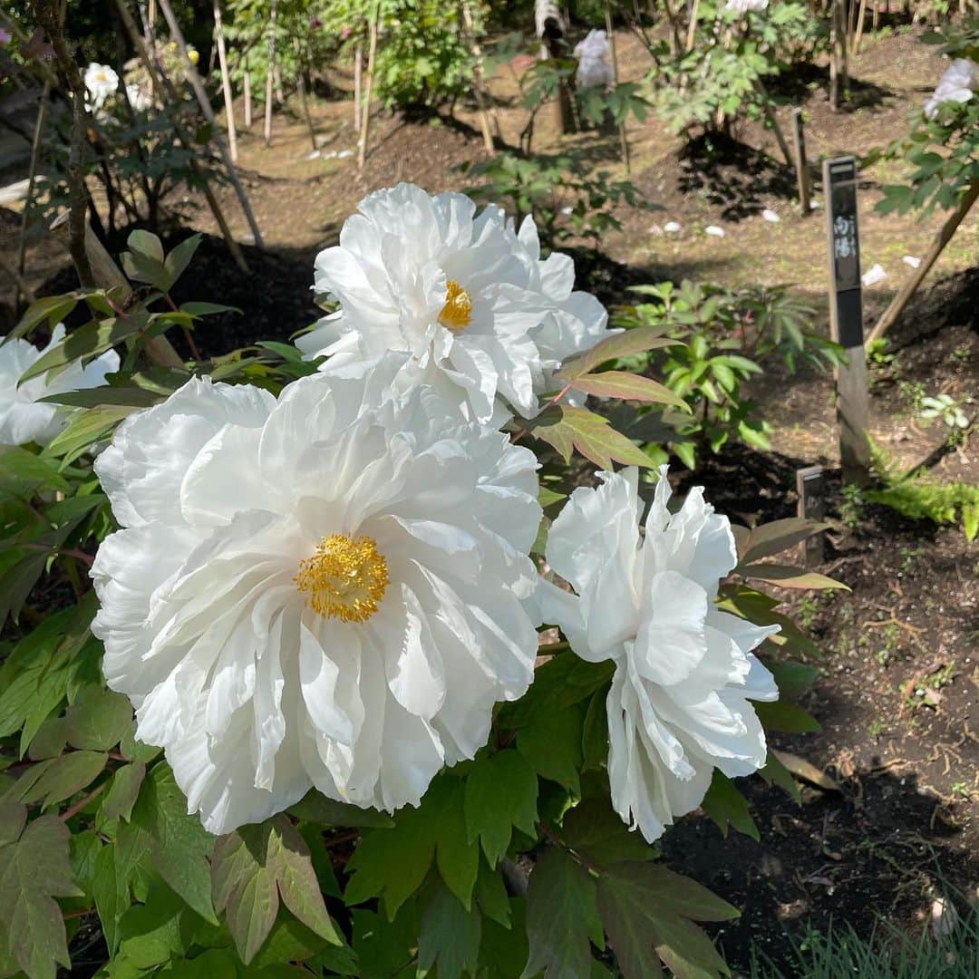 二瓶有加さんのインスタグラム写真 - (二瓶有加Instagram)「. 行けてよかった🌷🌷🌷 天国みたいな場所でした😇🌸 . 癒された🐾 . #春　#お花畑 #昭和記念公園」4月21日 20時19分 - niheeeey.pink1020