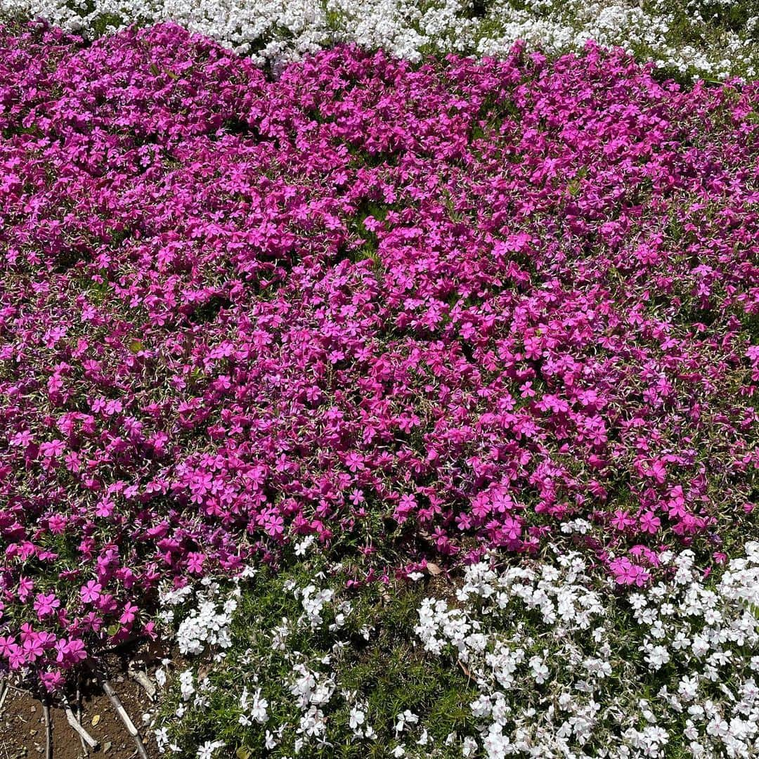 二瓶有加さんのインスタグラム写真 - (二瓶有加Instagram)「. 行けてよかった🌷🌷🌷 天国みたいな場所でした😇🌸 . 癒された🐾 . #春　#お花畑 #昭和記念公園」4月21日 20時19分 - niheeeey.pink1020