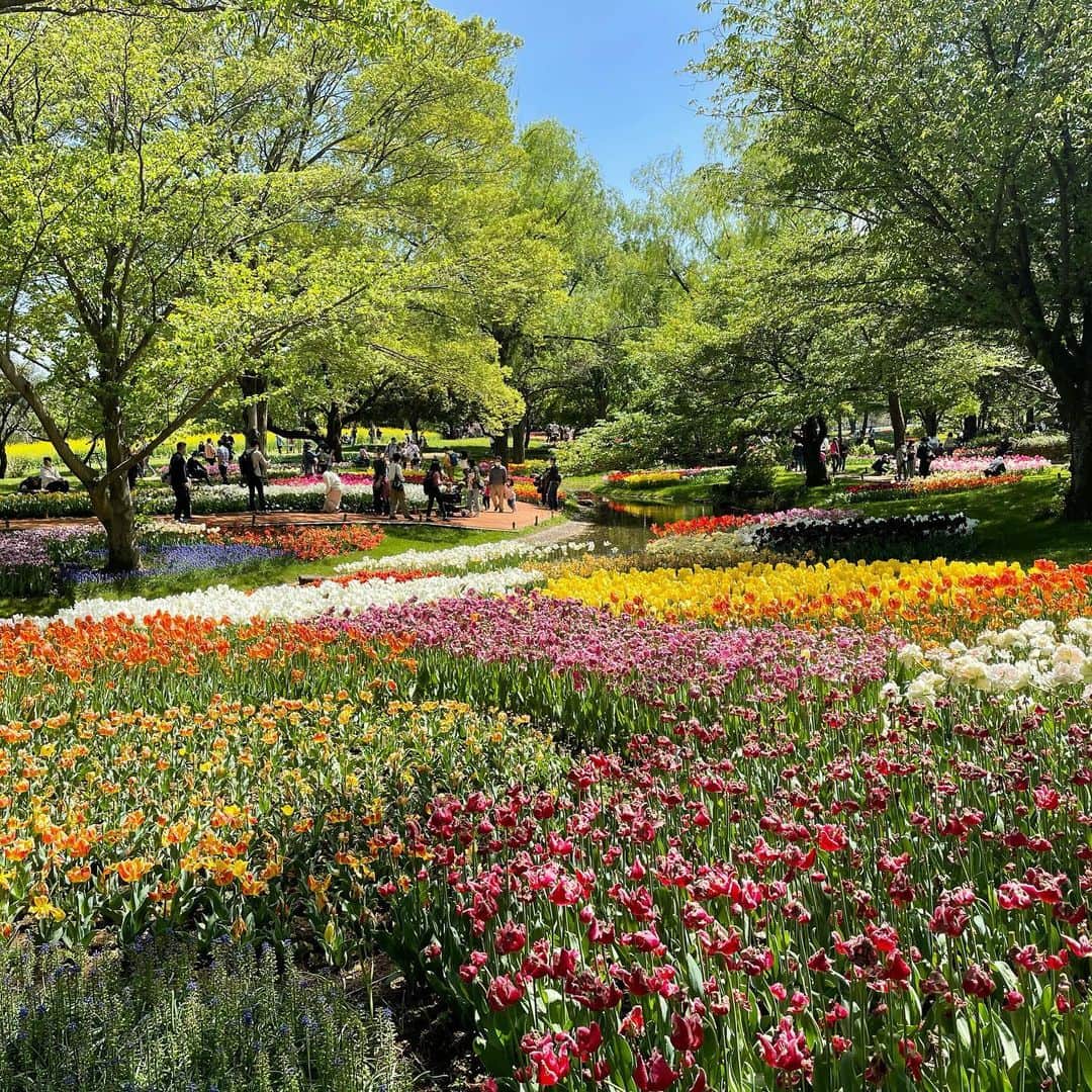 二瓶有加のインスタグラム：「. 行けてよかった🌷🌷🌷 天国みたいな場所でした😇🌸 . 癒された🐾 . #春　#お花畑 #昭和記念公園」
