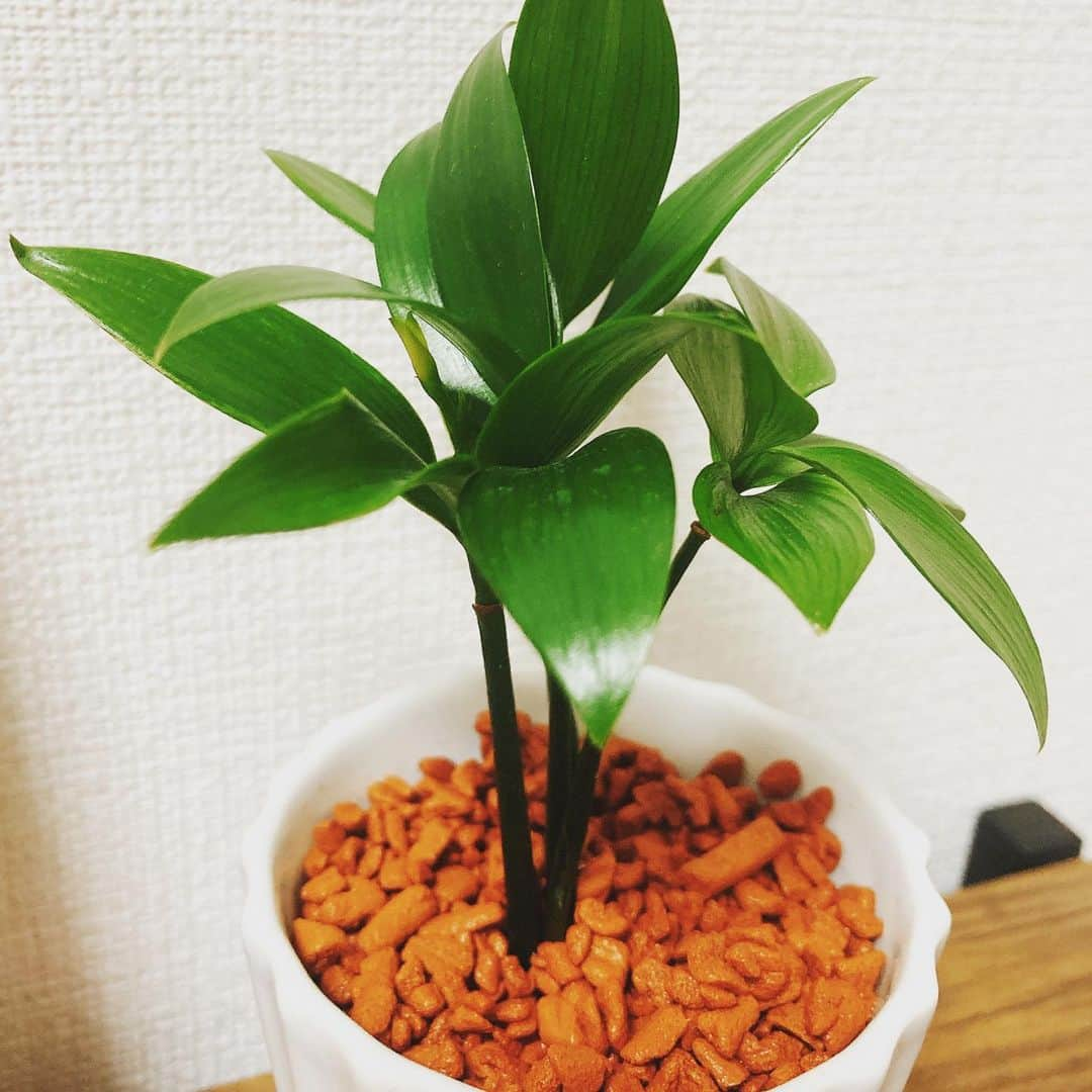 夏目ベールのインスタグラム：「一目惚れしました☺️ なぎちゃん！ #梛 #植物 #観葉植物 #インテリア #純情のアフィリア #アイドル #夏目ベール」