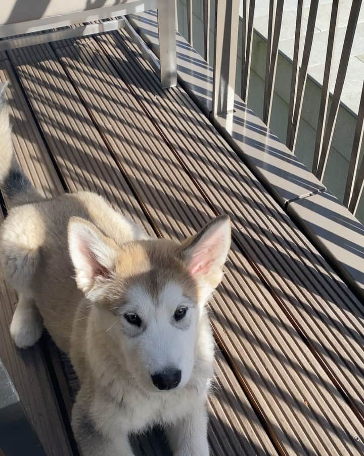 Mikkaのインスタグラム：「Cheat day 🦴🐶🥰」