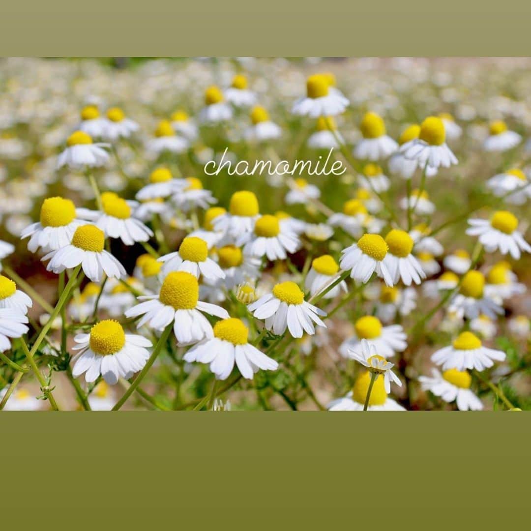 照強翔輝のインスタグラム：「https://www.instagram.com/mypl.awaji/ 淡路島の豊かな写真や特産品など様々な物を紹介しています！ 自分の妹が開設して投稿しているので是非フォローしてあげてください😊 よろしくお願いします🤲」