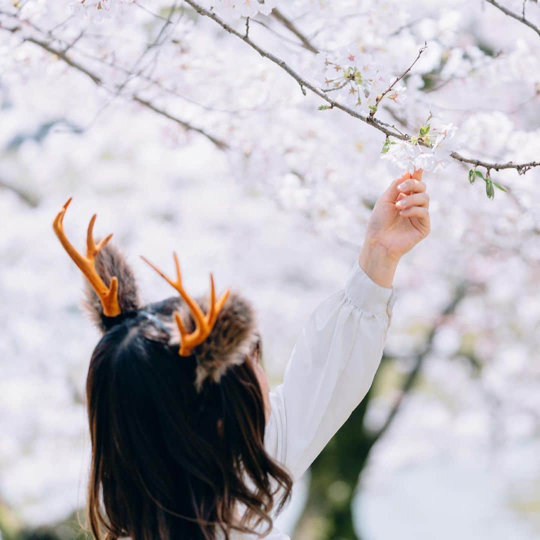 熊乃あいのインスタグラム：「春が過ぎたら新緑🌱  6月には子鹿公開も奈良公園内、鹿苑で開催されます🦌楽しみ💓  #鹿カチューシャ#けものん #奈良公園 #桜 #奈良桜 #奈良 #鹿のカチューシャ屋さん #鹿 #奈良観光 #奈良カフェ #ならまち #つのや #はなはな #関西旅行 #撮影会 #ポートレート #portrait #japanesegirl  #kawaiistyle #deer #narapark #narajapan #good_portraits_world」