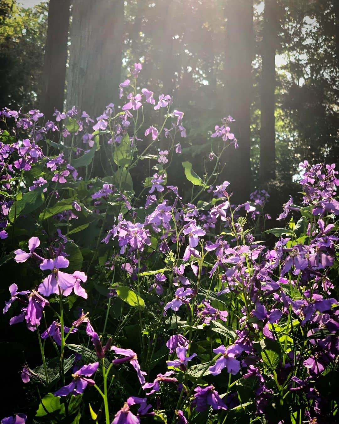 井浦新さんのインスタグラム写真 - (井浦新Instagram)「散歩してたらムラサキハナナの群生 春は野草の精彩で氣が高まる #ムラサキハナナ #オオアラセイトウ #諸葛菜 #花言葉 #癒し #変わらぬ愛 #仁愛 #あふれる智恵 #熱狂」4月22日 9時19分 - el_arata_nest