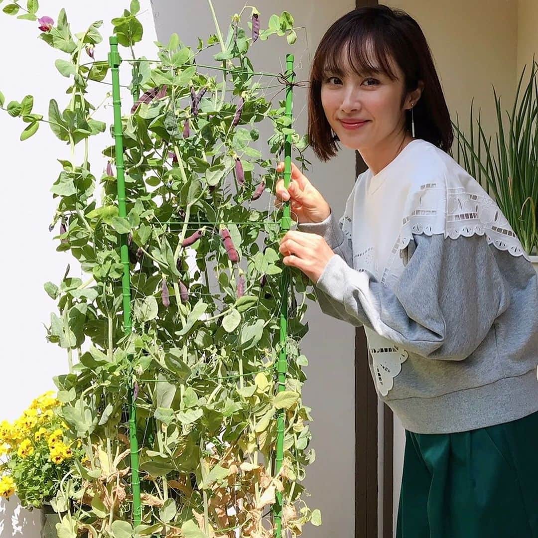 山口もえのインスタグラム：「・  次回のやさいの時間はミニポタジェを作ります🥦🍅🌼 3年目にして初のポタジェ✨ ポタジェとはフランス語で家庭菜園のこと。 大きなプランターに野菜だけではなくハーブや花を混植して収穫も鑑賞も楽しみます👏 ３枚目はミニポタジェの完成形 ４枚目は植えたばかりのミニポタジェ これからどんどん育っていく姿を見るのが楽しみです♡ それぞれの生態系をよく考え何を植えるかがポイントです😊 しかも！！お手入れが楽なのも嬉しいですね✨ トマトや小玉スイカなど１０種類を育てます💓  📺4月25日(日)8:00〜8:25 NHK-E「趣味の園芸　やさいの時間」  #やさいの時間#TV #もえのプランター菜園 #ミニポタジェ #深町貴子 さん💓 #山口もえ  #ミニポタジェって #名前の響きだけでオシャレやないかーい😍」