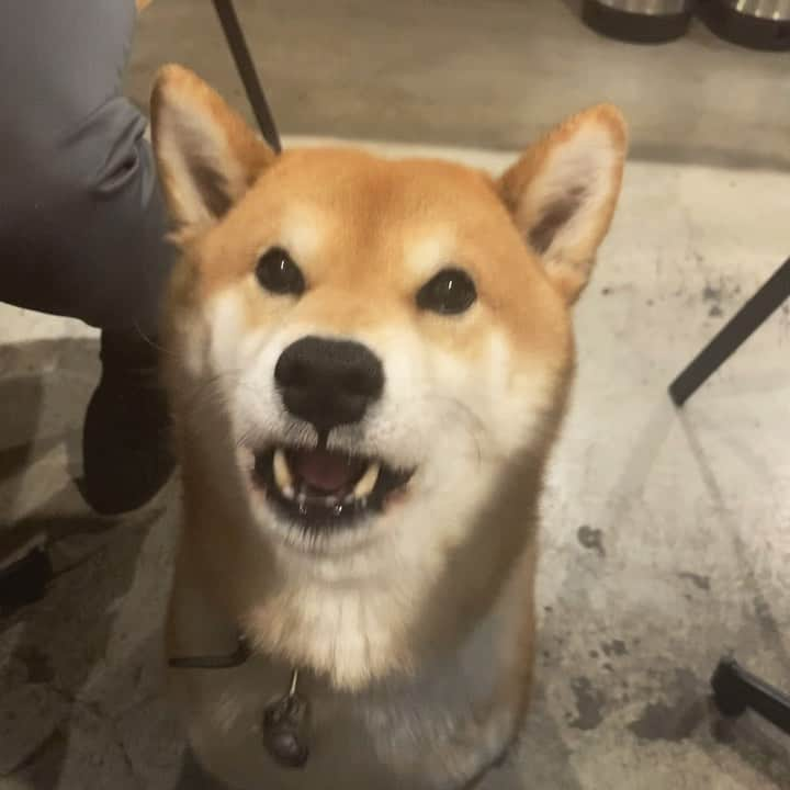 Shibainu Pontaのインスタグラム