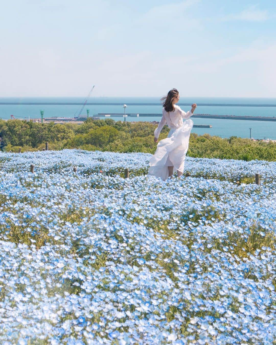 大矢真夕のインスタグラム：「Yesterday was one of the best day of Nemophila's best time to see! . . . ネモフィラ観たすぎて茨城県まで駆けつけました😊✨ . . . . #ネモフィラ #ネモフィラの丘 #ネモフィラブルー #ネモフィラ畑 #みはらしの丘 #ひたち海浜公園 #国営ひたち海浜公園 #小旅行 #bloom #blooming #bestjapanpics #flowers #花 #flower_perfection #ファインダー越しの世界 #ファインダー越しの私の世界 #写真部 #写真で伝えたい私の世界 #photo_japan #photo_jpn #igersjp #lightroom #eos #eosm200 #my_eosm200 #canon📷 #my_eos_photo #life_with_camera #eos_my_photo #art_of_japan_」