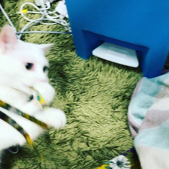 水谷さるころのインスタグラム：「今日の私のワンピース。猫が釣れすぎる…🎣😺　#おファルにゃん」