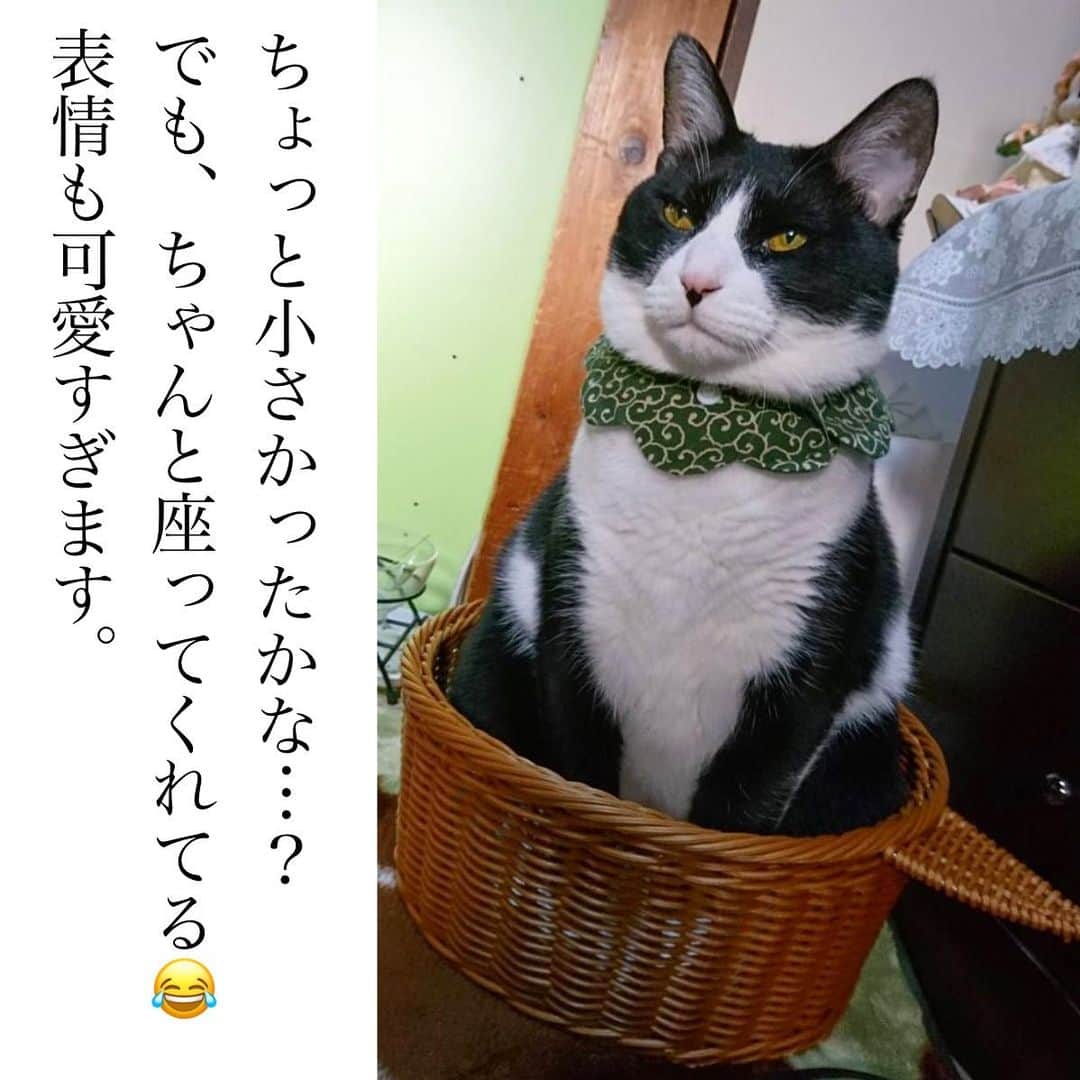 Maiko 【3COINS公式】さんのインスタグラム写真 - (Maiko 【3COINS公式】Instagram)「沢山のお写真ありがとうございました♡ 全猫様に癒されました。 犬を飼っていますが、猫も大好き😻  載せきれなかった猫ちゃんたちもいるので、ハイライトでまとめたいと思います🐈♡🐈‍⬛♡  こちらの２つの商品を使っている猫様の写真を載せてもいいよというかたいらっしゃいましたらDMにて送ってください♡  体重やお名前なども一緒にいただけたら記載します🐈‍⬛  今回載せている猫さまたちのお名前なども、追記したいので良ければメッセージください☺️♡ さらにたくさんの猫様のお写真、お待ちしております🐈🐈🐈  ✨猫ちゃん以外でも大歓迎✨  ※店舗により在庫や入荷状況が異なります。 ※在庫のお問い合わせにはお答えできません。 ※お取り置き、お取り寄せは行っておりません。  #3COINS#3コインズ#スリコ#スリーコインズ#プチプラ#モラージュ菖蒲#モラージュ#スリコのマイコ#猫#ネコスタグラム#ねこすたぐらむ」4月22日 21時27分 - 3coins_.maiko