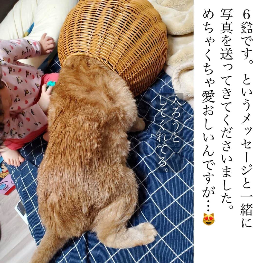 Maiko 【3COINS公式】さんのインスタグラム写真 - (Maiko 【3COINS公式】Instagram)「沢山のお写真ありがとうございました♡ 全猫様に癒されました。 犬を飼っていますが、猫も大好き😻  載せきれなかった猫ちゃんたちもいるので、ハイライトでまとめたいと思います🐈♡🐈‍⬛♡  こちらの２つの商品を使っている猫様の写真を載せてもいいよというかたいらっしゃいましたらDMにて送ってください♡  体重やお名前なども一緒にいただけたら記載します🐈‍⬛  今回載せている猫さまたちのお名前なども、追記したいので良ければメッセージください☺️♡ さらにたくさんの猫様のお写真、お待ちしております🐈🐈🐈  ✨猫ちゃん以外でも大歓迎✨  ※店舗により在庫や入荷状況が異なります。 ※在庫のお問い合わせにはお答えできません。 ※お取り置き、お取り寄せは行っておりません。  #3COINS#3コインズ#スリコ#スリーコインズ#プチプラ#モラージュ菖蒲#モラージュ#スリコのマイコ#猫#ネコスタグラム#ねこすたぐらむ」4月22日 21時27分 - 3coins_.maiko