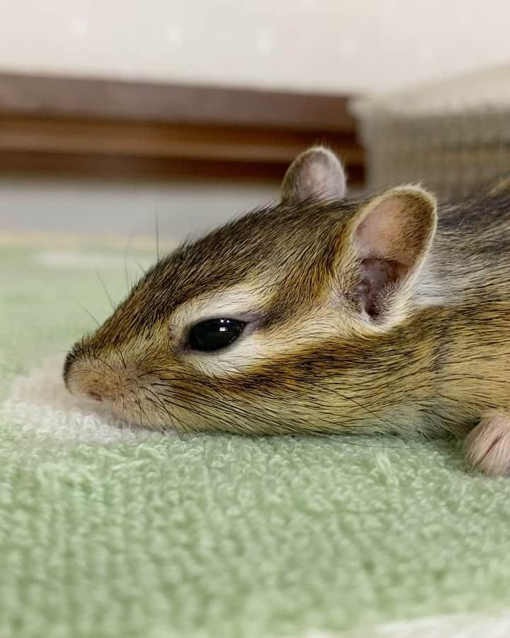 peace_0322のインスタグラム：「#リス#シマリス#ふわもこ部 ひよりん病院🏥お疲れ様🍀 先生にも生毛が生えてますねって🙌 次回は3週間後🏥今度こそフサフサになるかなぁ😆」