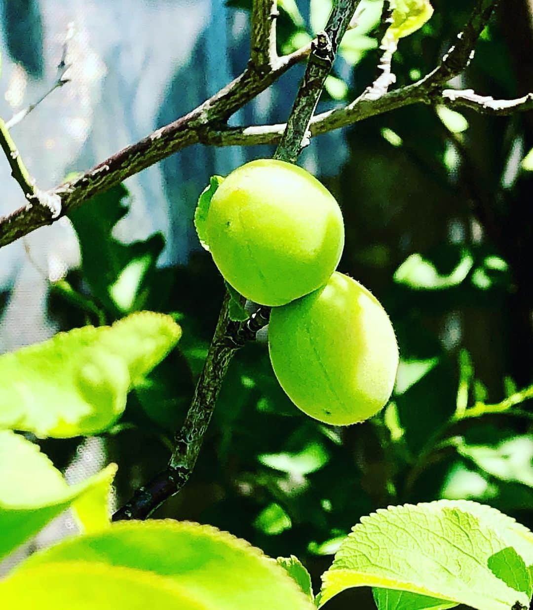 世良公則のインスタグラム：「・・・・・・  庭先の梅が  実をつけました  なんだかいいね  And the plum on the garden was real.  It feels good.  ・・・・・・  #世良公則 #masanorisera #japanesemusician #japaneseartist #plum #fruit #happy #梅 #植物 #plants #果実」