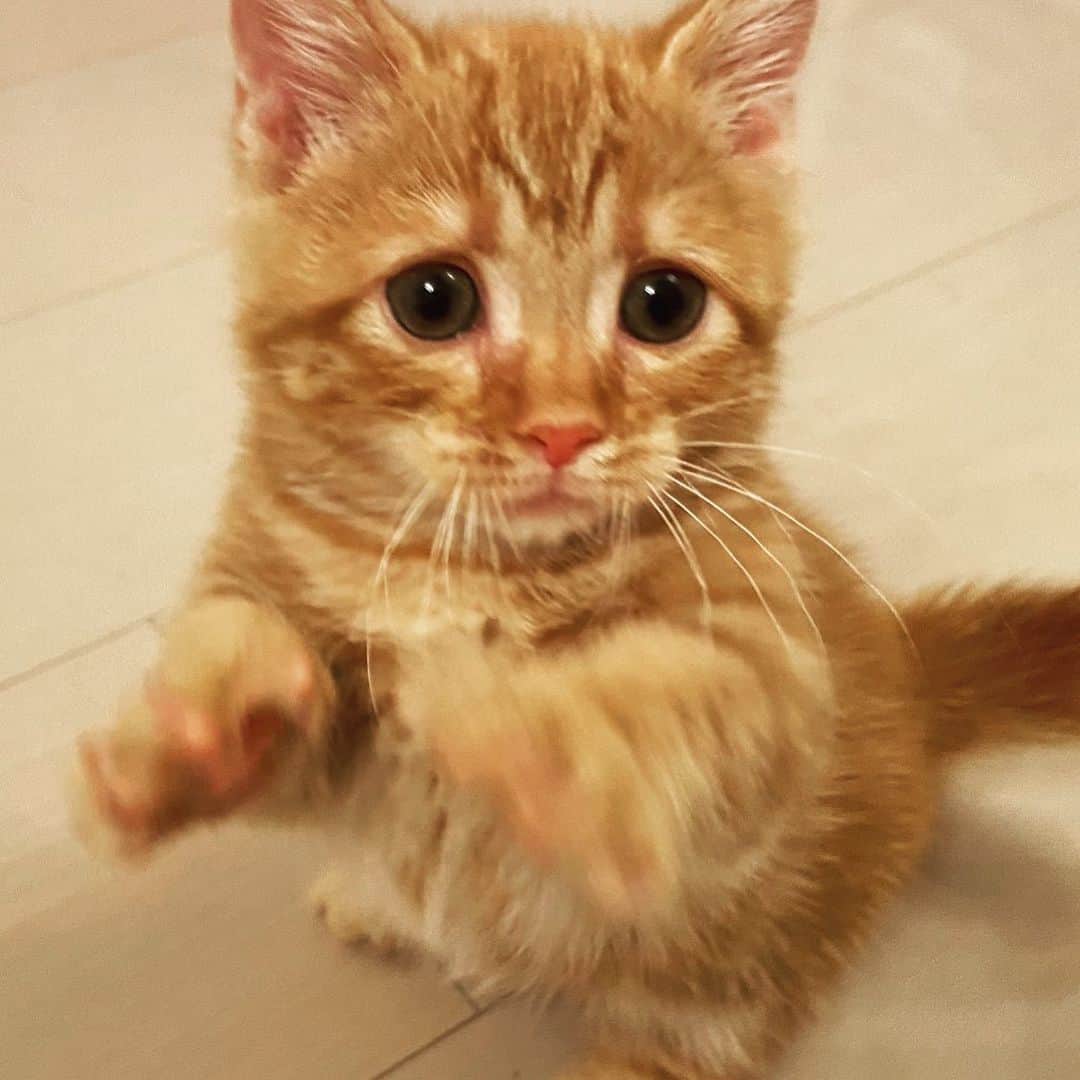 里美ゆりあのインスタグラム：「@gupitaro  さんに憧れて♡  困り顔キュートニャンコ(ฅ´ω`ฅ)  #猫 #猫好きさんと繋がりたい  #動物 #動物好き  #癒し #cat」