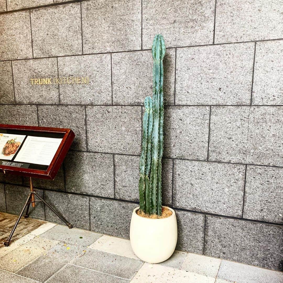 奥山春香さんのインスタグラム写真 - (奥山春香Instagram)「🌵」4月22日 14時14分 - corvetteharuka