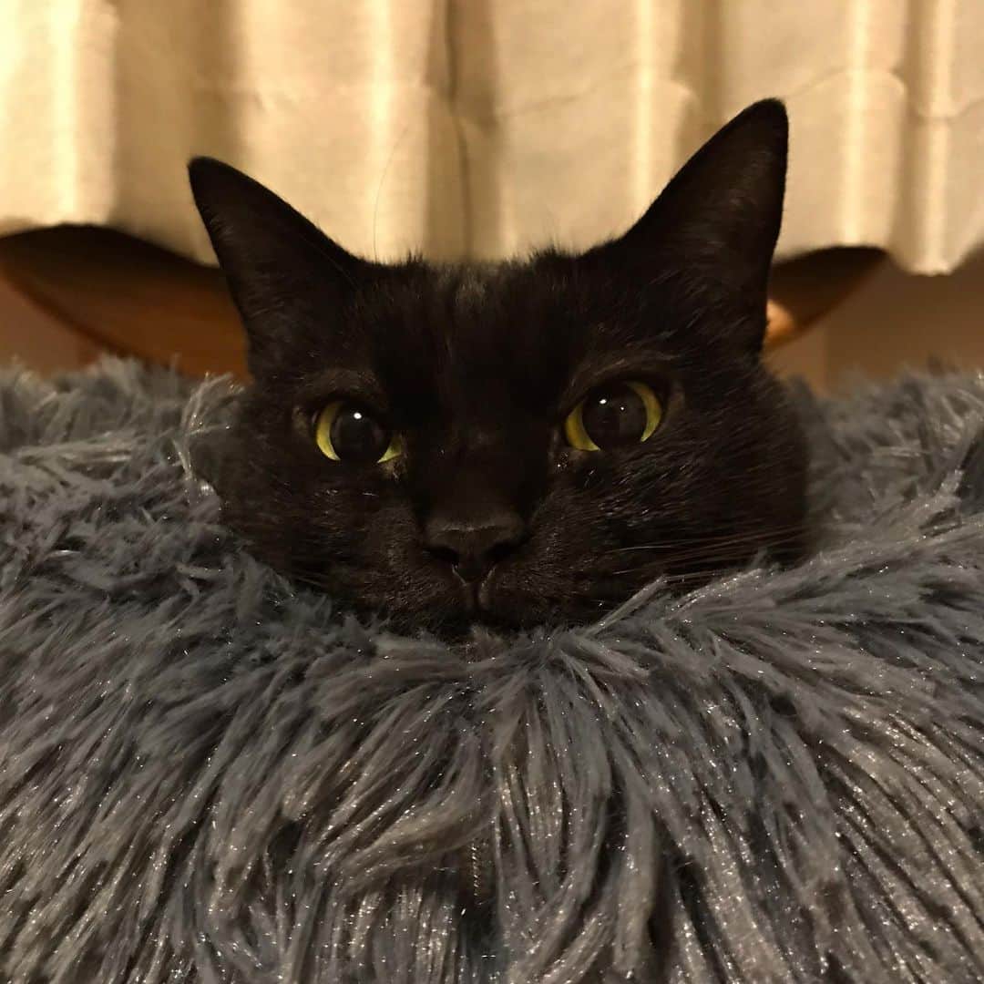 白石一文さんのインスタグラム写真 - (白石一文Instagram)「うちの黒猫。 #黒猫 #くろねこ#猫ベッド」4月22日 15時52分 - s.kazu2017