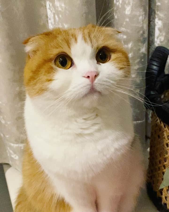 Nana _The Scottish Foldのインスタグラム：「Scalp care 💆🏻‍♀️ for this beauty queen 싫은데 좋은거같고🤣  . .  #고양이 #猫 #ねこ #スコ #cat #cats #catstagram #catsofinstagram #instagramcats #instacat #bestmeow #catoftheday #catsofworld #catsloversworld #catsofday #냥스타그램 #냥이 #caturday #gatos #cats_of_instagram #ilovemycat #catselfie #kittensofinstagram #kittens #catsdaily #kucing #스코티쉬폴드 #funny」