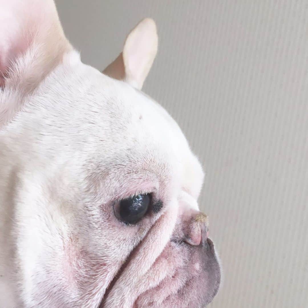 外村久美子さんのインスタグラム写真 - (外村久美子Instagram)「・ ぺちゃんこ。。 ・ ・ #おぃちゃん #frenchbulldog」4月22日 21時42分 - kummy153