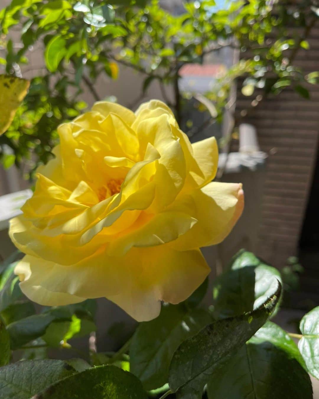 キャシー中島さんのインスタグラム写真 - (キャシー中島Instagram)「*  キッチンのベランダのバラの花が咲きました。 毎年一輪だけ美しい薔薇が咲くのです。 お料理を作っている時や食器を洗っている時、外に目をやると薔薇が綺麗🌹 思わず手を止めて愛でてしまいます。  ヒヅキの節句のお支度をしました。小さい兜だけどジィジとバァバの想いを込めて飾ります。 健やかに育って欲しい…それだけが願いです。  窓のレースのカーテンを ずーっと前に作った#ポジャギ にしました。 スッキリいい感じです。  そしてタオル美術館で手に入れた多肉植物を窓辺に置いて 初夏を待ちます。  片付けをしていたら、やはりずっと前に作ったクロスステッチの色々が出てきました。 洋輔がパリにいる時、年に何回か行ったパリで(洋輔に会いたくて年に4回も行ったのよ、親バカとしか思えないですよね)キットを手に入れ作ったものです。 使わないといけないわね。  家にいるといろんなものを見つけます。 さあ午後はハワイアンキルトのカットをします。」4月22日 16時47分 - official_kathynakajima