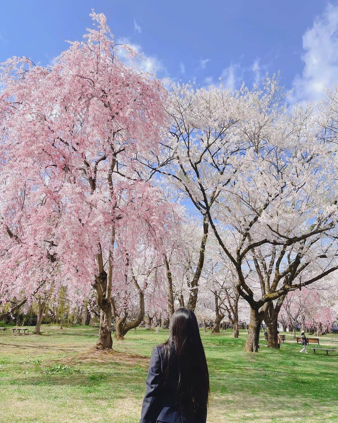 本田望結さんのインスタグラム写真 - (本田望結Instagram)「🌸🎓」4月22日 18時00分 - miyu_honda_official