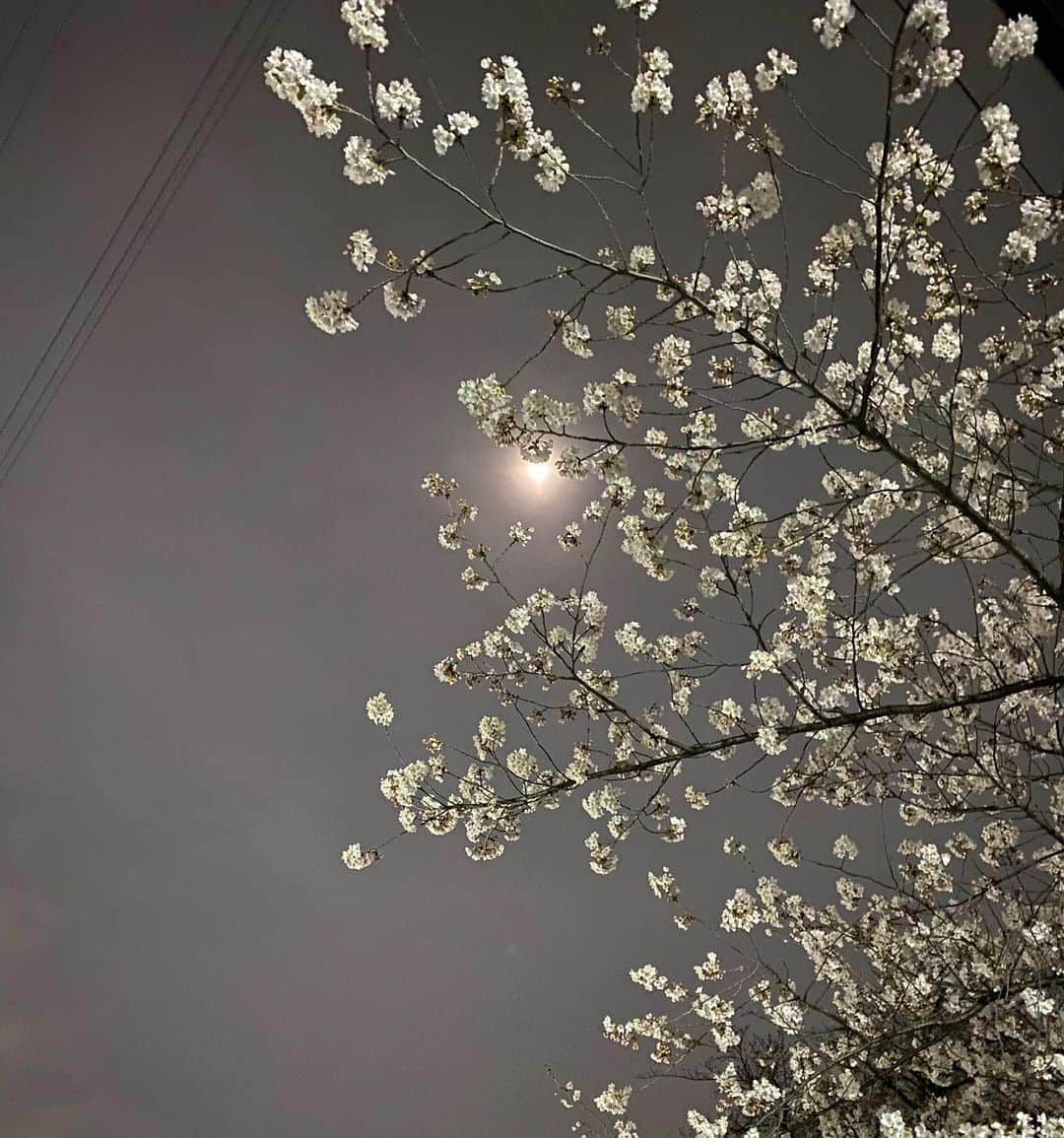 桃衣香帆さんのインスタグラム写真 - (桃衣香帆Instagram)「今日は、地球の日です🌍 少しずつ習慣を変えようと思って、私は最近"本当に長く使えるものか"を考えてお買い物をするようになりました！ モノを捨てない、モノを増やさないように。 考えて行動すれば絶対未来が変わると思うから🐈🌿 #earthday」4月22日 18時36分 - momoikaho