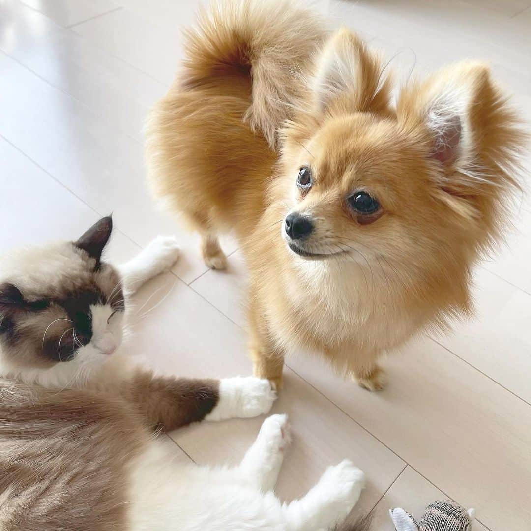 小瀬黎奈のインスタグラム：「🐱🦊❤︎」