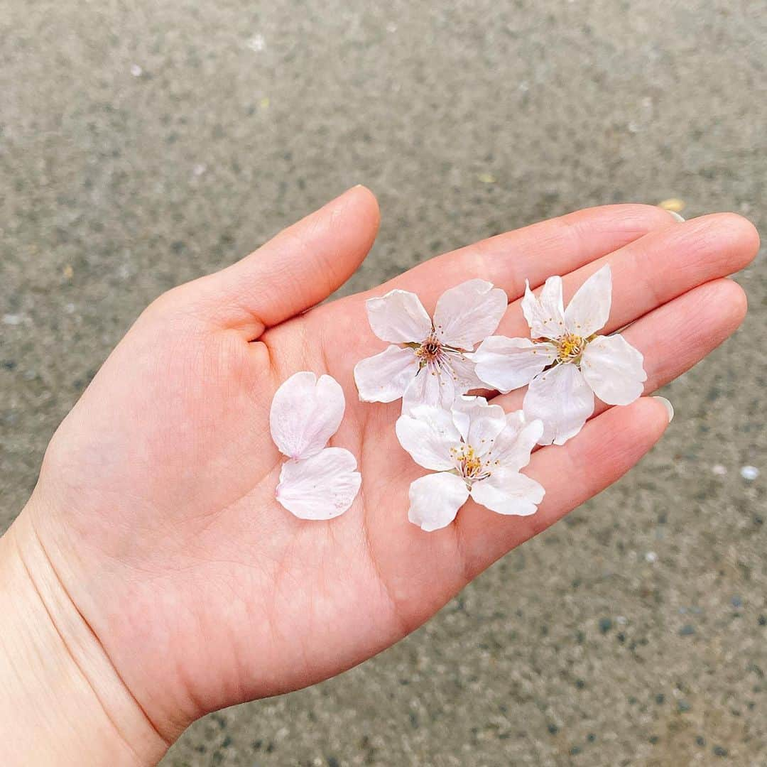 星野みちるのインスタグラム：「近所の桜が満開！そして結構散ってきていました(T . T) 桜は本当に一瞬。儚く綺麗だね。 #桜」