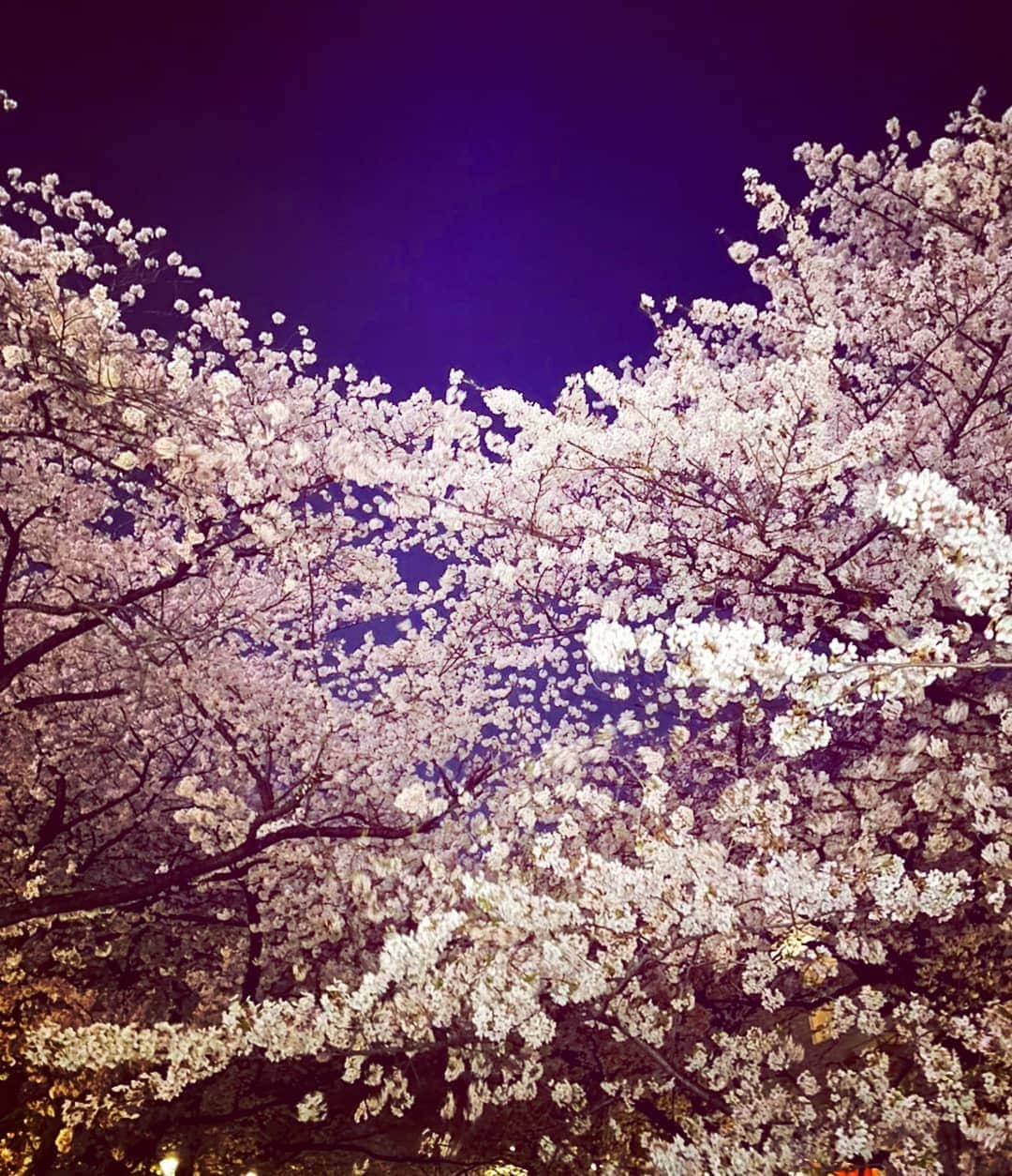 土屋太鳳さんのインスタグラム写真 - (土屋太鳳Instagram)「今日は満月🌕️✨✨ 3月の満月は 「 #ワームムーン 」とも呼ばれるそうです💡 虫とか苦手な人は 意味を調べないほうがいいかも😅💦 でも 春らしい別名だなと思います🌱✨ . 今日は全国的にお天気がいいようなので おうちの中からとか近所などで 桜を観る機会があるかたは 安全とソーシャルディスタンスとマスクを大切にしながら 桜と満月のコラボレーションを 楽しんでみてくださいね🌕️🌸✨ 北海道が少し雨かもということで心配💦 どうか美しい満月に出会えますよう🙏✨✨ . 私は昨日、ひょんなことから 春の大掃除をしました💡 大掃除というほどではないのだけれど ひさびさに気合いをいれたかも😁 鏡とか換気扇とかキッチンとかお風呂って 掃除し始めると あ！ここも！ああ！ここも！ ってなりませんか？💦 . 特に私は昨年の10月から ミュージカルに挑戦をして そのあと１月半ばまで地方公演で、 そのあと先月までは 課題を必死で提出していたので 家を掃除しているつもりでも 照明の位置を工夫したりする機会は ずいぶんなかったような気がして…🤔 . 昨日はひさしぶりに 家の中の照明を動かしてみたり 花を飾る位置を変えたり まな板を置く場所を変えたり 大きな模様替えではないのですが お部屋に愛情を注ぐ時間を過ごしました🥰💕✨ . 新年度も まだまだ厳しい状況は続きますが もしかしたら今年もリモートなどで 家を活用する機会も引き続き多いかもしれないから 春の大掃除、おすすめかも💡と思いました☺️ . どのかたも、良い夜を🌕️✨✨」3月29日 20時16分 - taotsuchiya_official