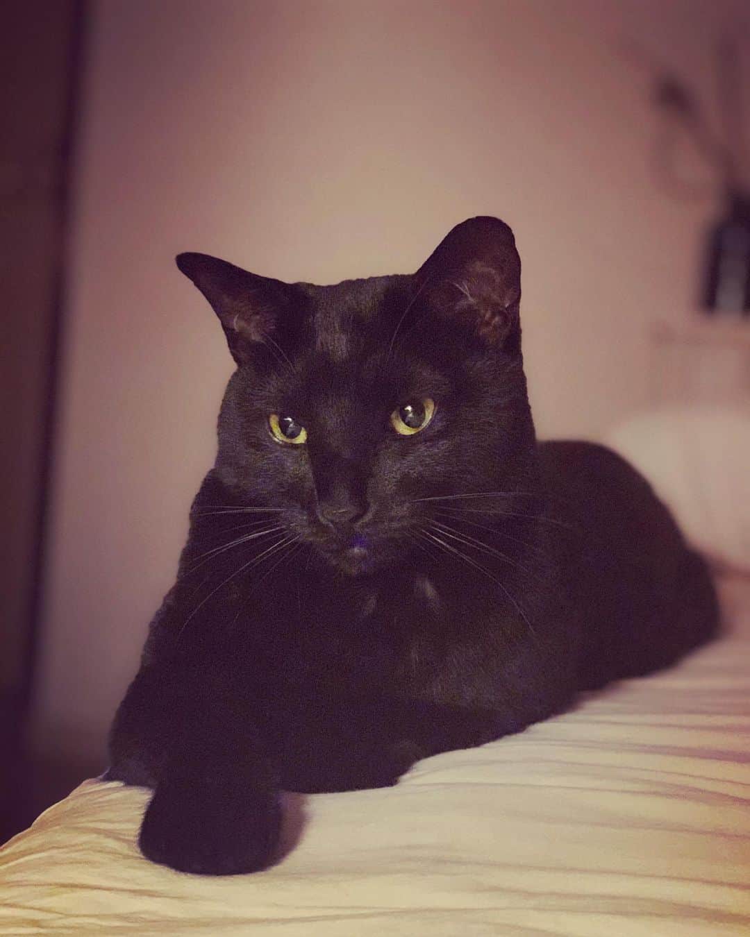 澤田友美のインスタグラム：「. にゃんだふる　らいふ。🐈‍⬛」