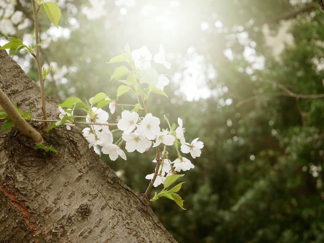 瀬戸利樹さんのインスタグラム写真 - (瀬戸利樹Instagram)「春の訪れ、、、？散り際、、、？ あなたはどっち派？ #春 #Spring #どっちか載せようと思ったけど選べなかった」3月29日 21時06分 - toshiki_seto_official