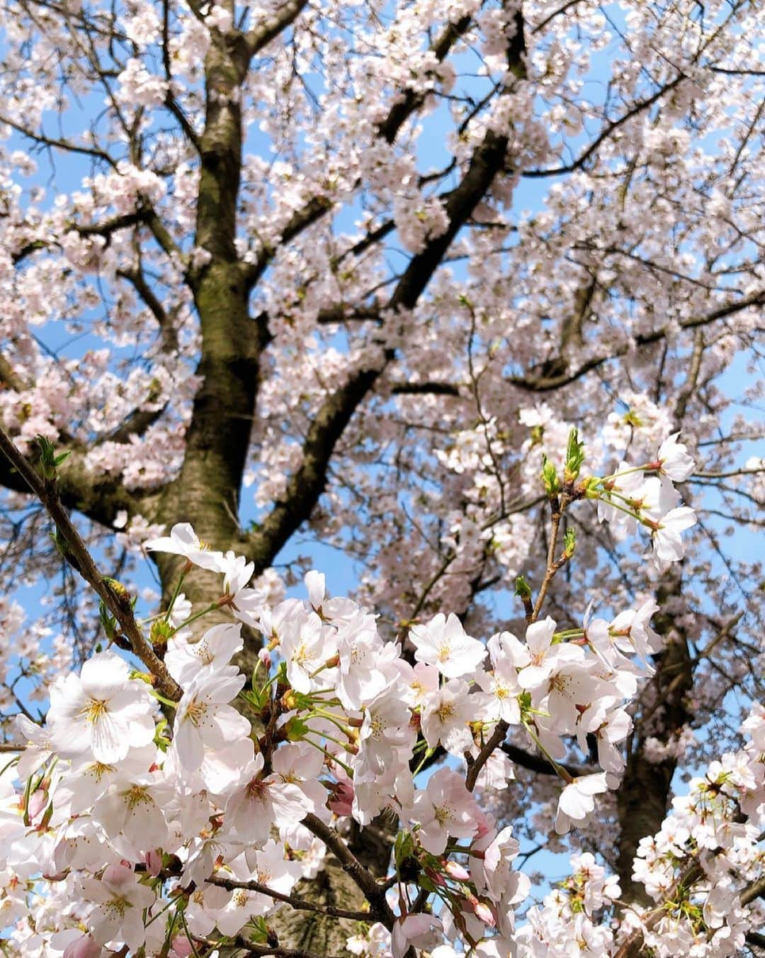 浅野祥代のインスタグラム：「とってもきれいだった🌸」