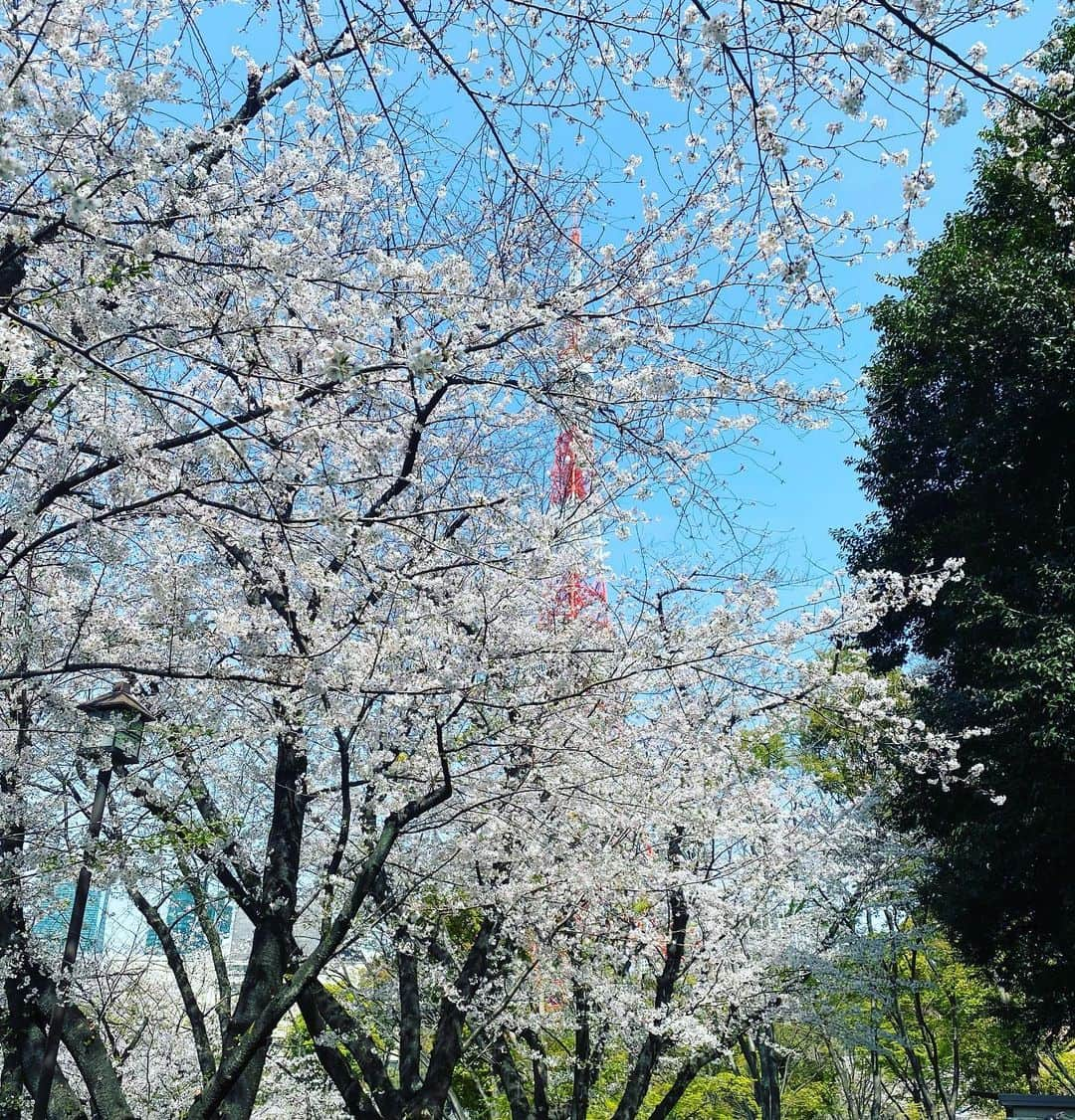 有吉弘行さんのインスタグラム写真 - (有吉弘行Instagram)「東京タワー差し上げます。」3月29日 21時41分 - ariyoshihiroiki