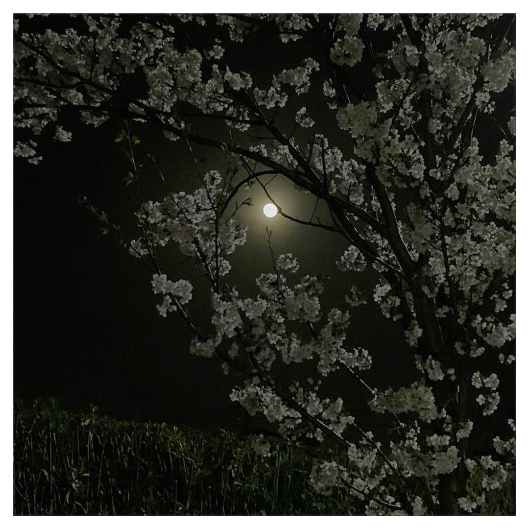 さだまさしさんのインスタグラム写真 - (さだまさしInstagram)「桜月夜🌸🌕 今夜は春朧の月でした。 ３枚組でお届け🌸🌕🌸🌕🌸🌕 . #桜月夜 #春朧 #満月 #さだまさし #sadamasashi」3月29日 22時16分 - sada_masashi