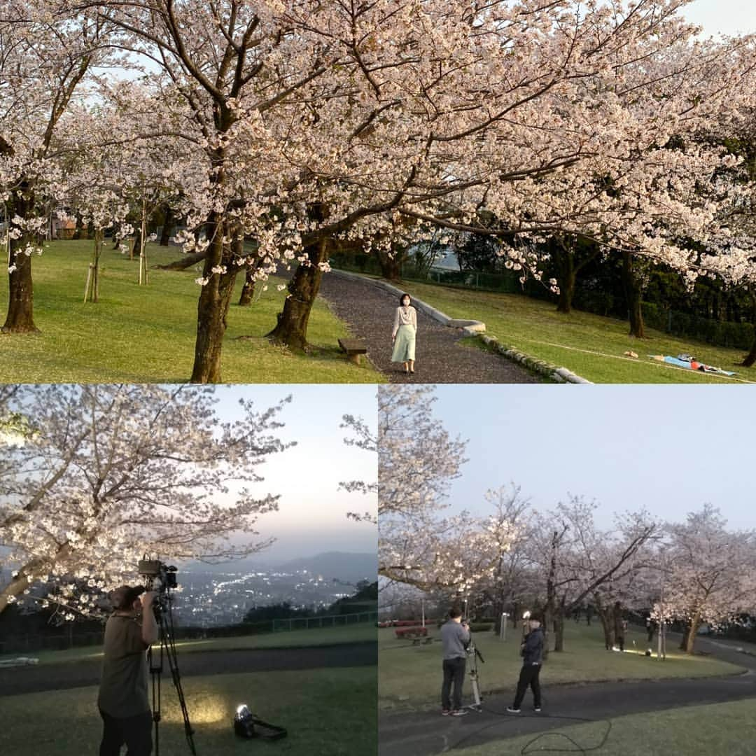 豊平有香のインスタグラム：「霧島市城山公園の桜中継でした🌸🌸🌸 前日の雨の影響を心配していましたが、ちゃんと咲いてくれていました😭  綺麗な桜をより美しく魅せようと奮闘する技術スタッフを📸ほかにもっともっとスタッフがいます！ 放送はチームです🙌」