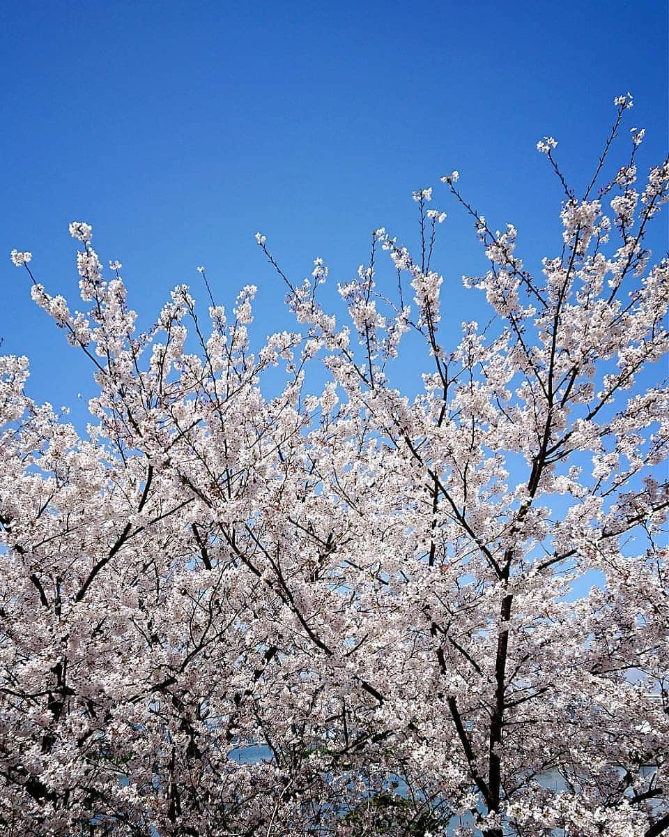 中田有紀さんのインスタグラム写真 - (中田有紀Instagram)「今日もキレイだった桜🌸 いい天気でしたね😊 #桜満開」3月29日 22時50分 - akinakada0508