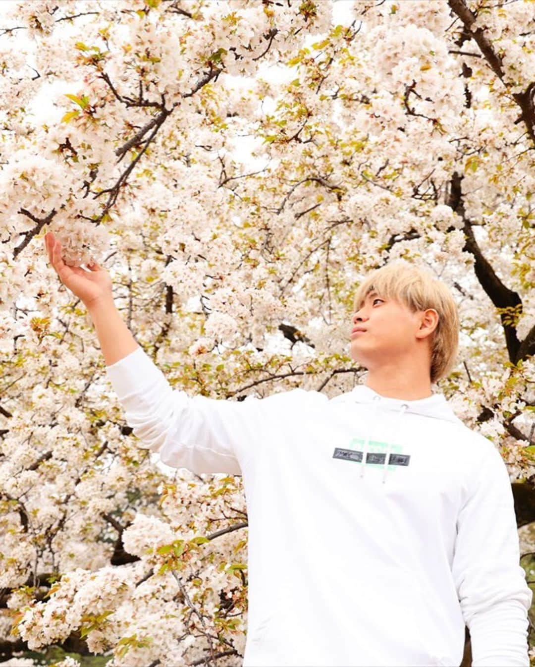 清宮海斗さんのインスタグラム写真 - (清宮海斗Instagram)「#桜 と撮ってきたよ。 #noah_ghc #春」3月29日 22時50分 - noah_kiyomiya