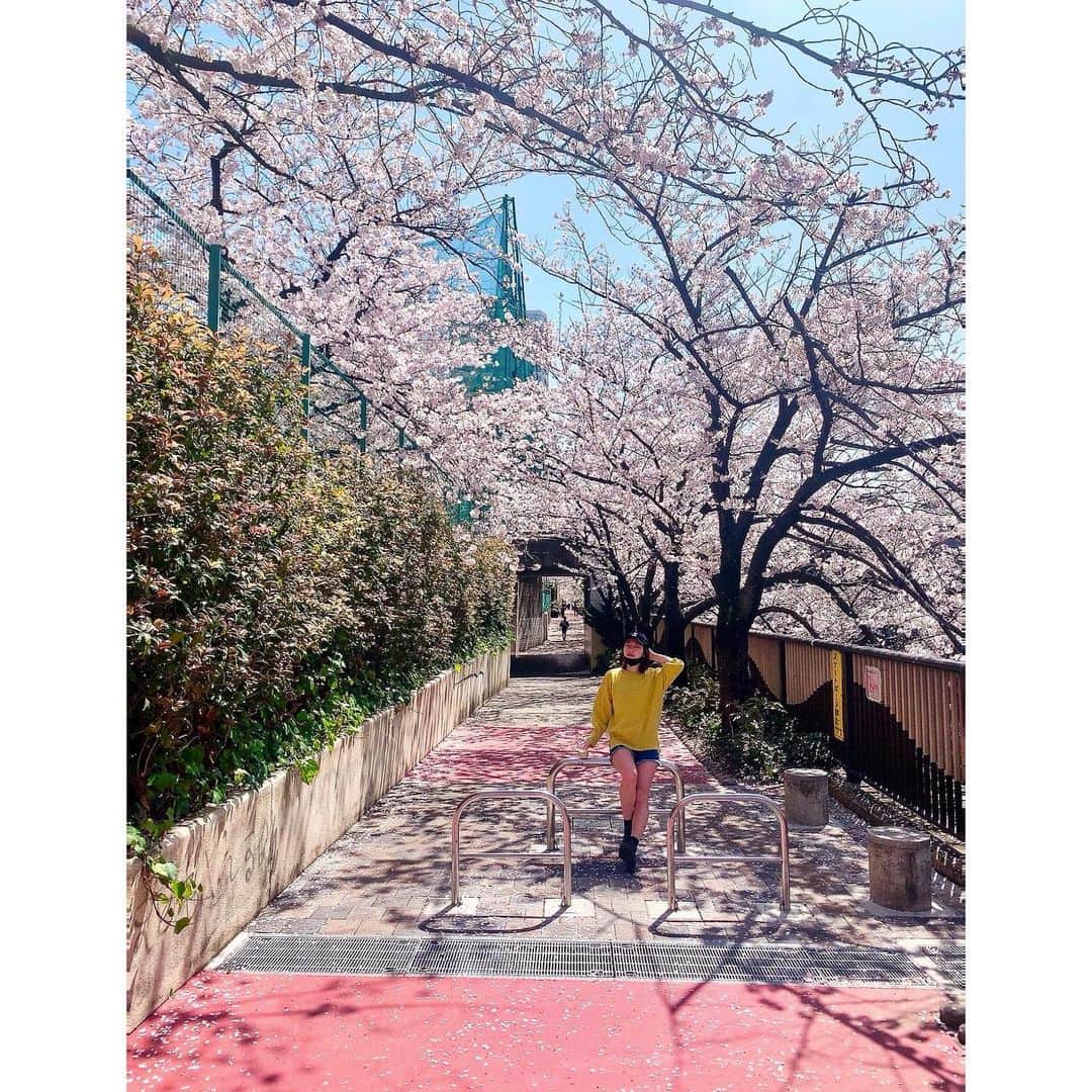 のインスタグラム：「桜のアーチ  #私遠 #目つぶってるし #インスタ映えない #桜 #🌸」