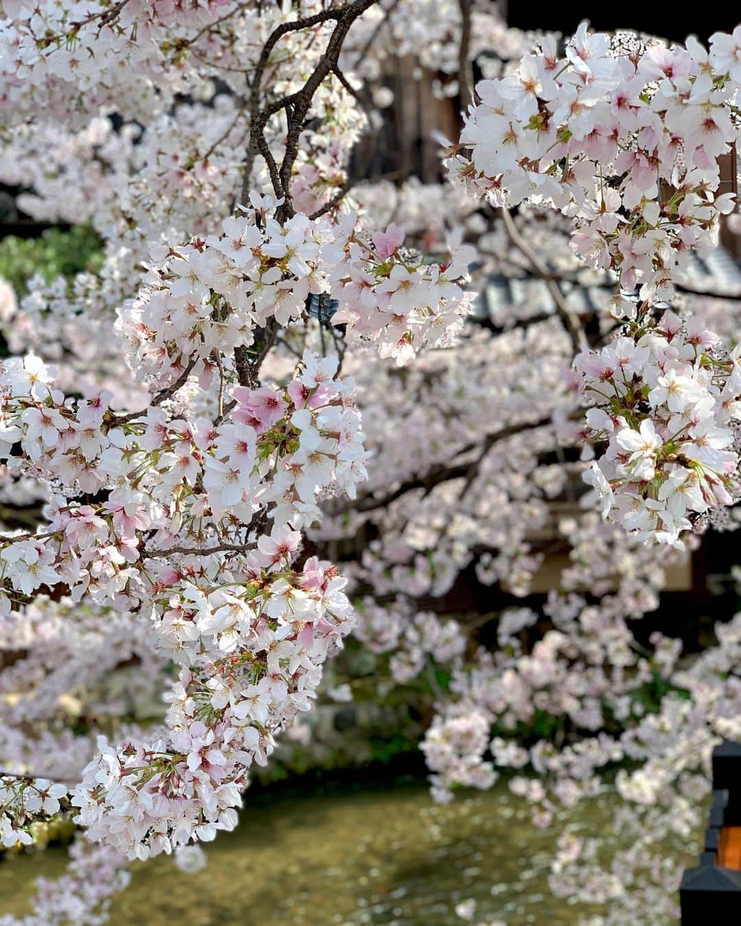 吉村優さんのインスタグラム写真 - (吉村優Instagram)「🌸 * 白川と四条木屋町の桜 調度見ごろなのに 風に揺れて花びらがヒラヒラ 儚いけど美しい💓 * #京都 #桜」3月30日 1時02分 - yuyoshimura87