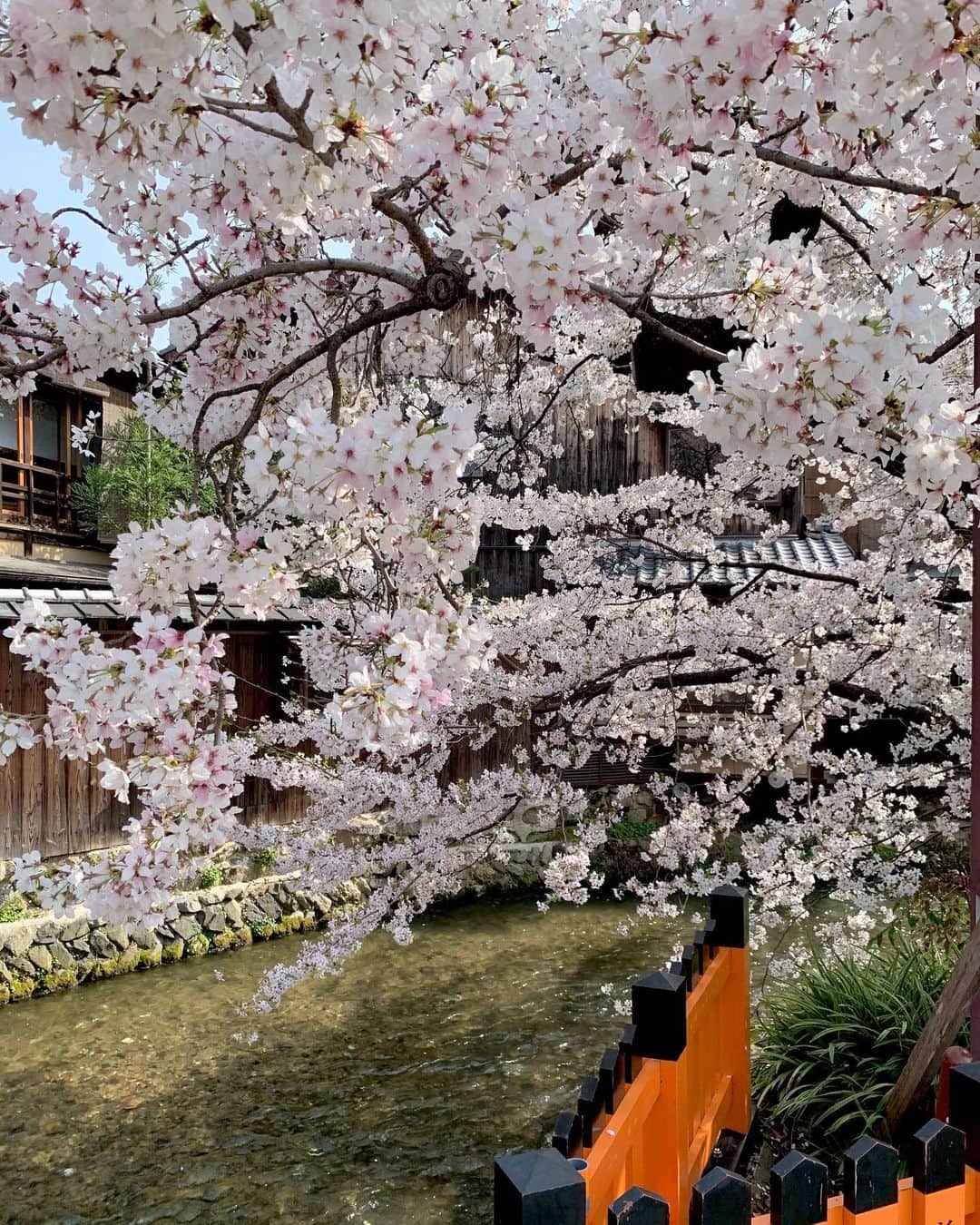 吉村優のインスタグラム：「🌸 * 白川と四条木屋町の桜 調度見ごろなのに 風に揺れて花びらがヒラヒラ 儚いけど美しい💓 * #京都 #桜」