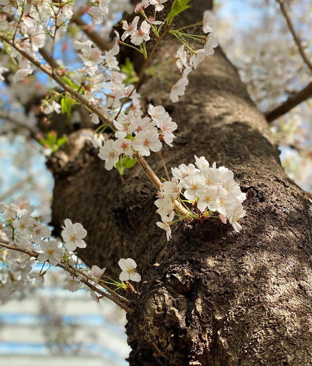 香里奈さんのインスタグラム写真 - (香里奈Instagram)「It is the cherry blossom season now 🌸  With @elena1982312   #えれな #elena #香里奈 #karina #sisters #3姉妹  #次女 #3女 #えれかり #lovefamily  #cherryblossom  #tokyo #😷 #20210329 #samecolorclothes 😂  ---  #Repost @elena1982312 with @make_repost ・・・ 🌸with @karina_official_221   たまたま一緒にいる時に桜が綺麗だったから撮ってみたよ😄  そして告知ですが明日、初めてFOLLOW MEのサイトの方でライブしようと思ってる😉  https://followme.app/@ elena  たぶん13:30あたりから！  #cherryblossom  #sis #えれな #香里奈 #えれかり #🌸」3月30日 2時21分 - karina_official_221