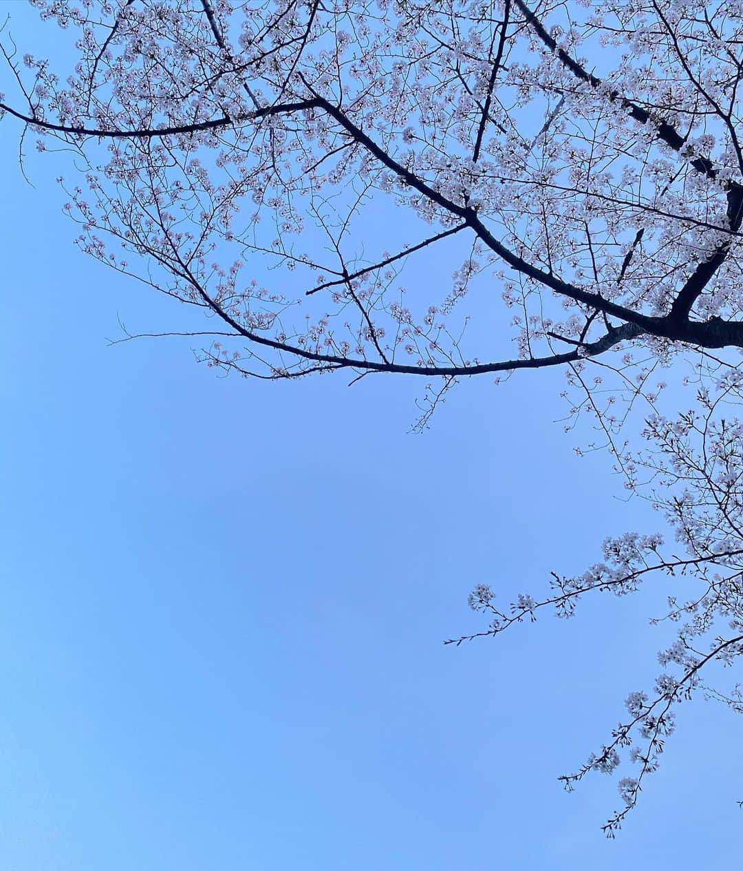 香里奈さんのインスタグラム写真 - (香里奈Instagram)「It is the cherry blossom season now 🌸  With @elena1982312   #えれな #elena #香里奈 #karina #sisters #3姉妹  #次女 #3女 #えれかり #lovefamily  #cherryblossom  #tokyo #😷 #20210329 #samecolorclothes 😂  ---  #Repost @elena1982312 with @make_repost ・・・ 🌸with @karina_official_221   たまたま一緒にいる時に桜が綺麗だったから撮ってみたよ😄  そして告知ですが明日、初めてFOLLOW MEのサイトの方でライブしようと思ってる😉  https://followme.app/@ elena  たぶん13:30あたりから！  #cherryblossom  #sis #えれな #香里奈 #えれかり #🌸」3月30日 2時21分 - karina_official_221