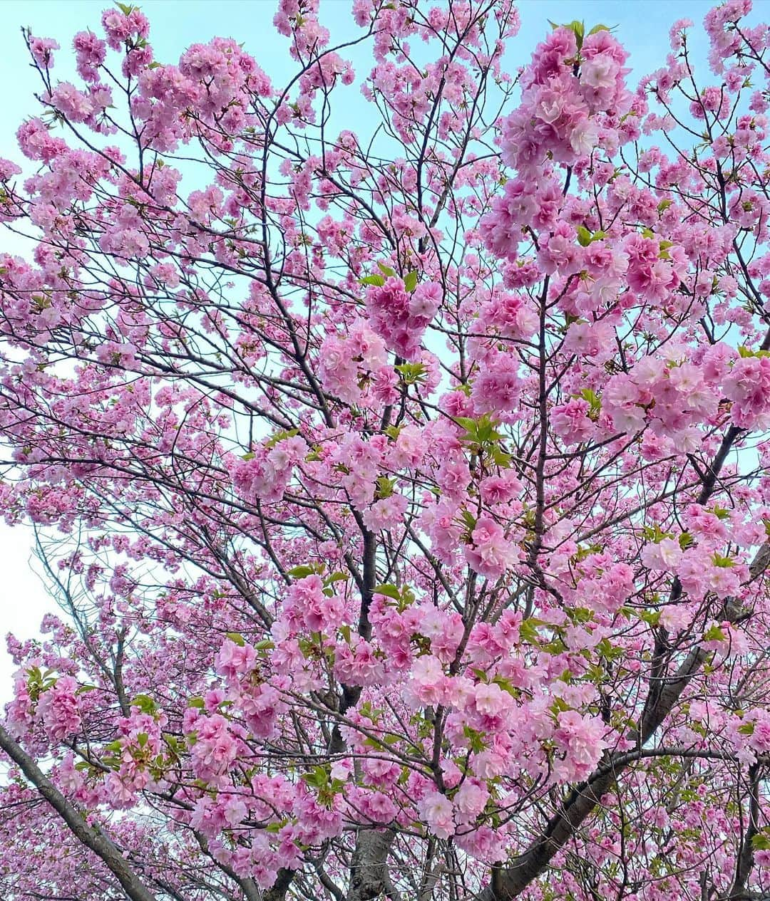 香里奈さんのインスタグラム写真 - (香里奈Instagram)「It is the cherry blossom season now 🌸  With @elena1982312   #えれな #elena #香里奈 #karina #sisters #3姉妹  #次女 #3女 #えれかり #lovefamily  #cherryblossom  #tokyo #😷 #20210329 #samecolorclothes 😂  ---  #Repost @elena1982312 with @make_repost ・・・ 🌸with @karina_official_221   たまたま一緒にいる時に桜が綺麗だったから撮ってみたよ😄  そして告知ですが明日、初めてFOLLOW MEのサイトの方でライブしようと思ってる😉  https://followme.app/@ elena  たぶん13:30あたりから！  #cherryblossom  #sis #えれな #香里奈 #えれかり #🌸」3月30日 2時21分 - karina_official_221