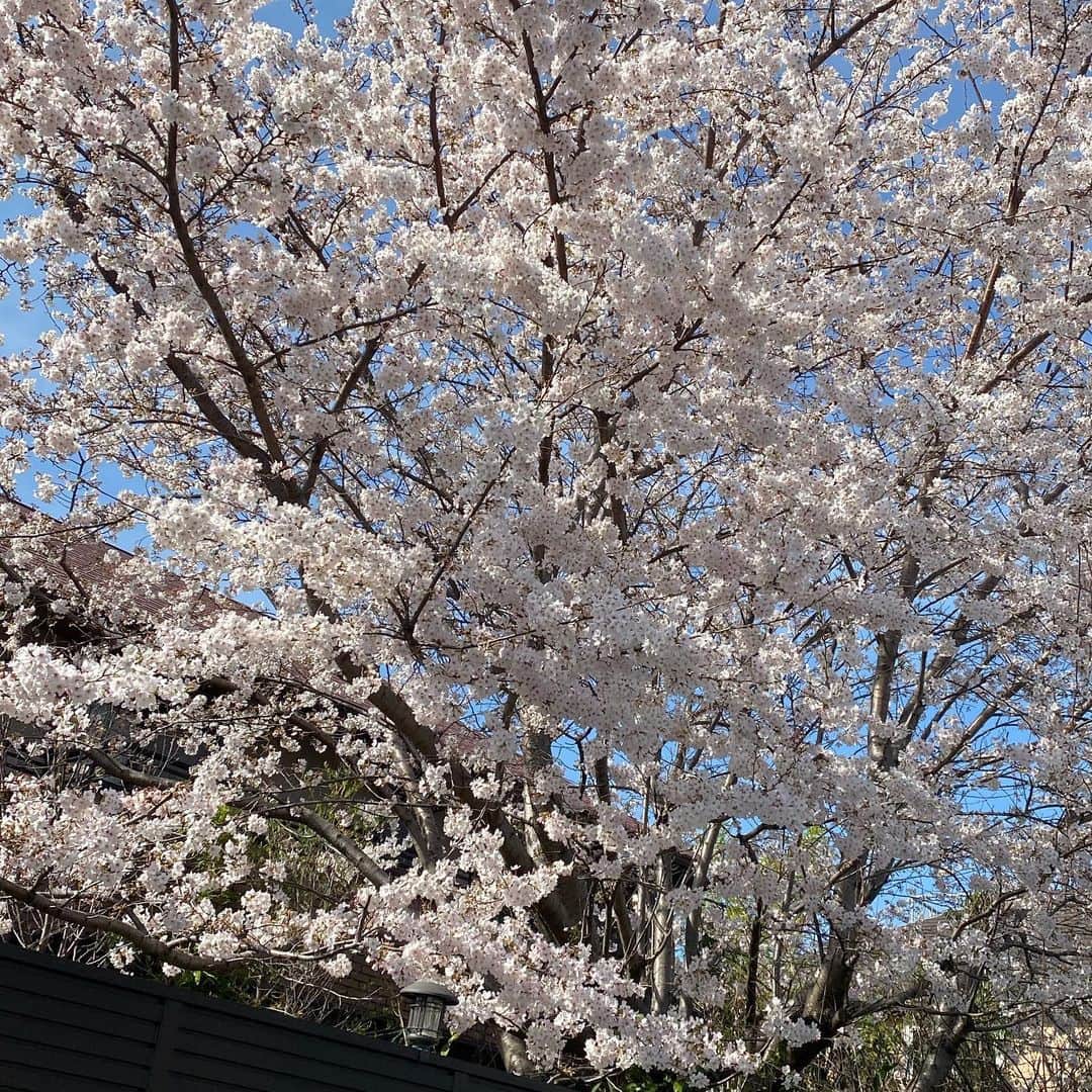 浜田剛史のインスタグラム：「王子の事務所の前の桜です。沈んでいる方々に少しでも晴れやかな気持ちになってもらえたら嬉しいです。雨の前の桜でした。」