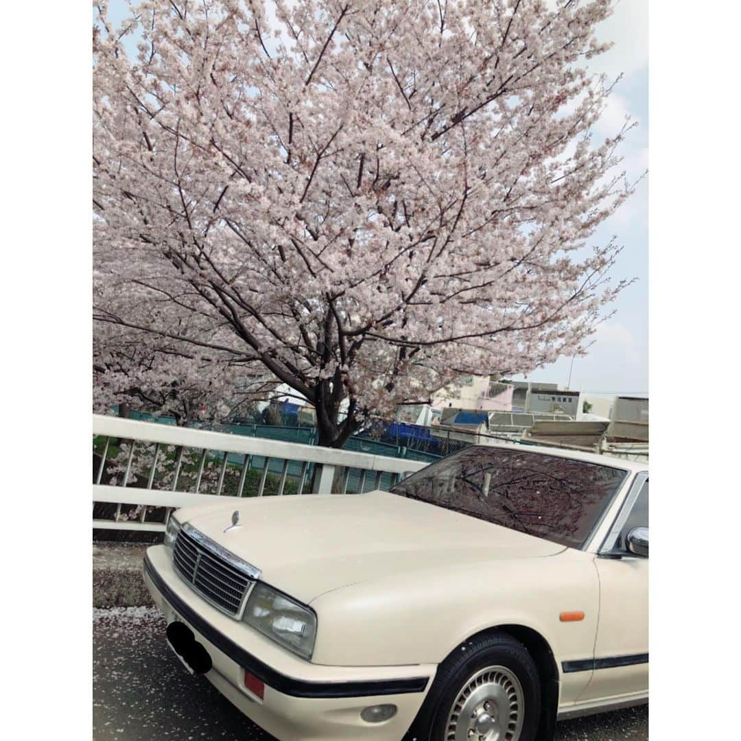 伊藤かずえさんのインスタグラム写真 - (伊藤かずえInstagram)「#シーマ  #y31シーマ シーマと桜🌸 桜の季節は短いですね… #5523  #5523🌸」3月30日 14時17分 - kazue__itoh