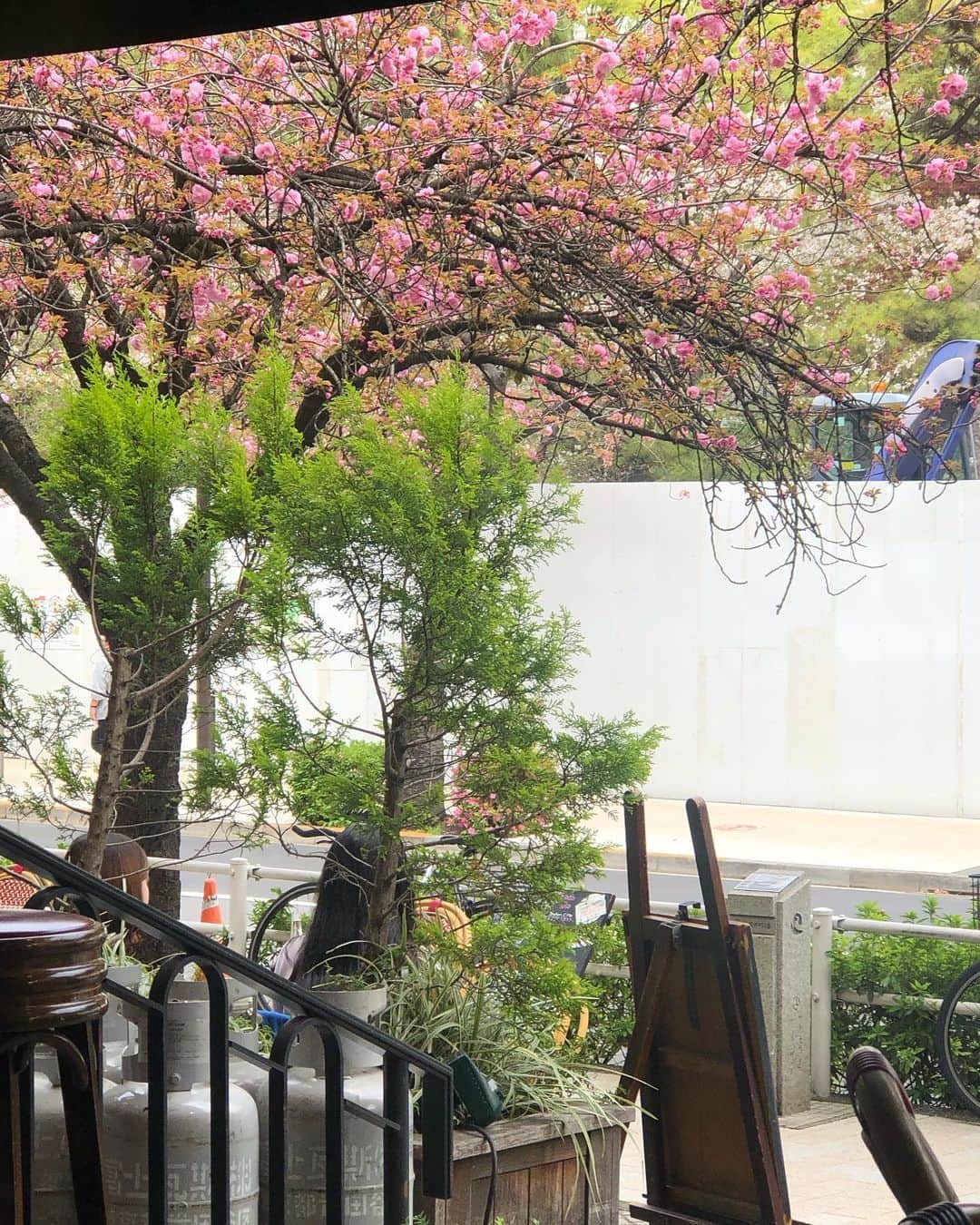 三浦瑠麗さんのインスタグラム写真 - (三浦瑠麗Instagram)「春うらら。 ママ、あたしずっと春休みがいい、と娘。 🌸🌸🌸 うーん、ずっと春休みだったら夏休みがこないねぇ。 うん、いいよ、夏休みは宿題があるもん！  そうだね…ホワイトアスパラガス食べよっか。 というわけで、昼カフェ。」3月30日 13時20分 - lullymiura