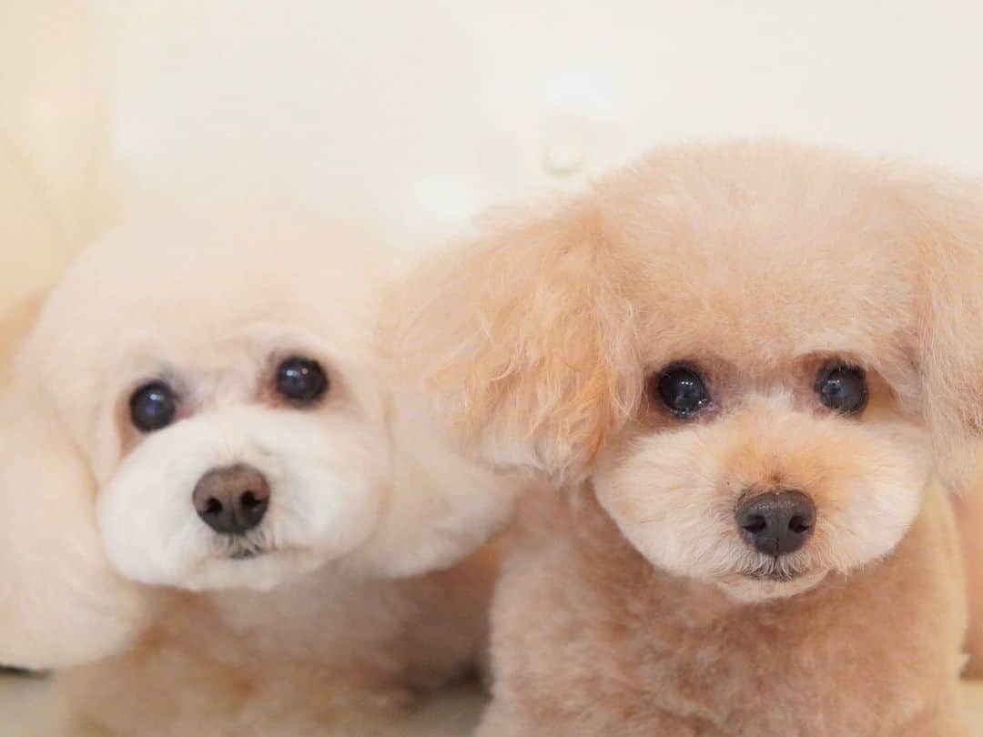 板野成美のインスタグラム：「昨日ネネからもらった写真🥺わん 会いたいなぁ🐶」