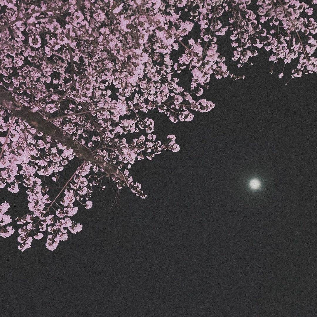 吉川愛さんのインスタグラム写真 - (吉川愛Instagram)「☺︎ 夜桜」3月30日 13時51分 - ai_yoshikawa_official