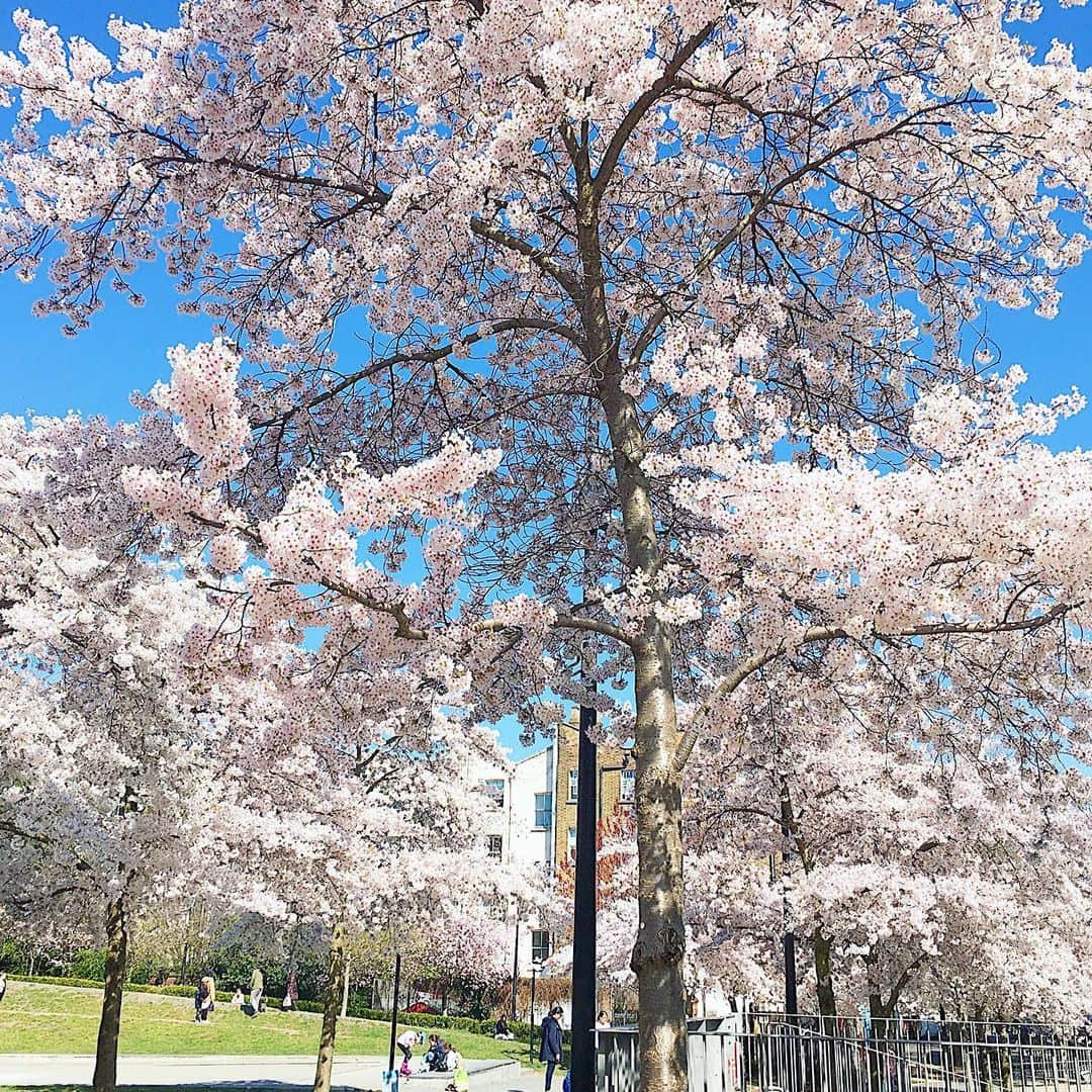 渡辺枝里子のインスタグラム：「【ロンドンでお花見🌸🇬🇧】  📍 The Regent's Park  📍Swiss cottage   今日は3ヶ月ぶりに友達と会えた日☺️  やぁぁぁっっと、外でのみ会うことが許可されました🇬🇧😭💕  美味しいと評判のパン屋さんに寄って、The Regent's Parkの自然の中でランチをして🥐  SwissCottegeの桜の名所でレジャーシートに座りソメイヨシノを眺めて12月以降のことを話す🌷  コレが禁止だったなんてよく頑張ったよね、と慰め合いながら笑  帰宅後、  "楽しかったー😊あれ、ちょっと日焼けしたかな？"  と思うこの感覚が妙に懐かしく、とても幸せな感覚でした😌  今日は寝る前にシートマスクしようっと☺️  * * * * * #london #uk #swisscottage #regentspark #cherryblossom  #londonphoto  #londondiaries #londonlife  #ロンドン　#イギリス　#スイスコテージ　#リージェンツパーク #ロンドンフォト  #桜　#ロンドン日記　#海外　#海外生活　#ロンドンライフ  #渡辺枝里子」