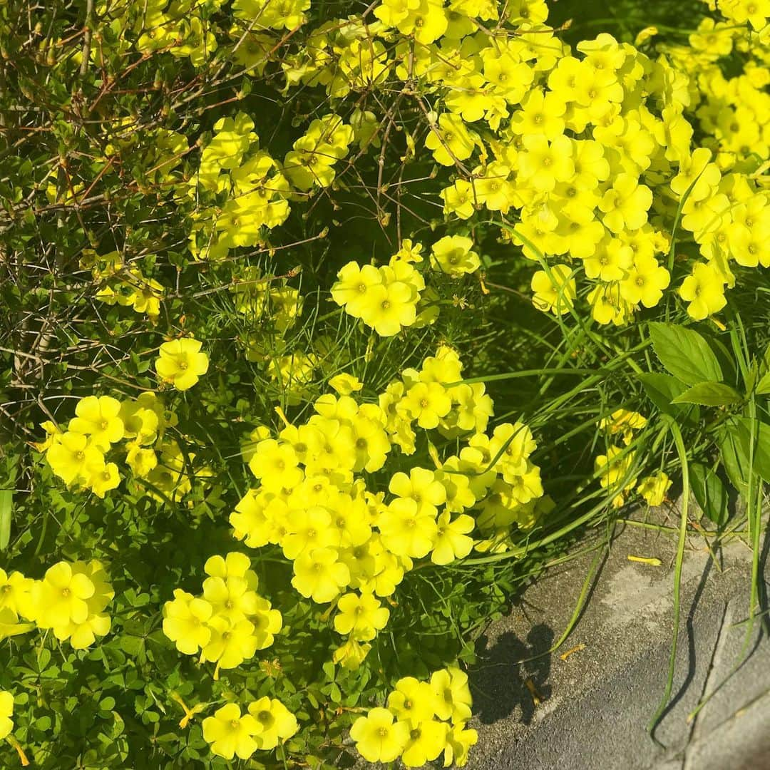 前野えまさんのインスタグラム写真 - (前野えまInstagram)「春の陽気☀️ 今日も暖かい日になるといいな🌸 ・ ・ #春 #ぽかぽか陽気 #公園フォト #春の訪れ #花の写真 #日々のこと #17歳   #spring #park #flowerphotography #seventeen  #followme #tagsforlikes #tflers #tagsforlikesapp #actress #actor #girl #photography #portrait #portraitphotography #daily_phot_jpn #japan_daytime_view」3月30日 6時30分 - maeno_ema