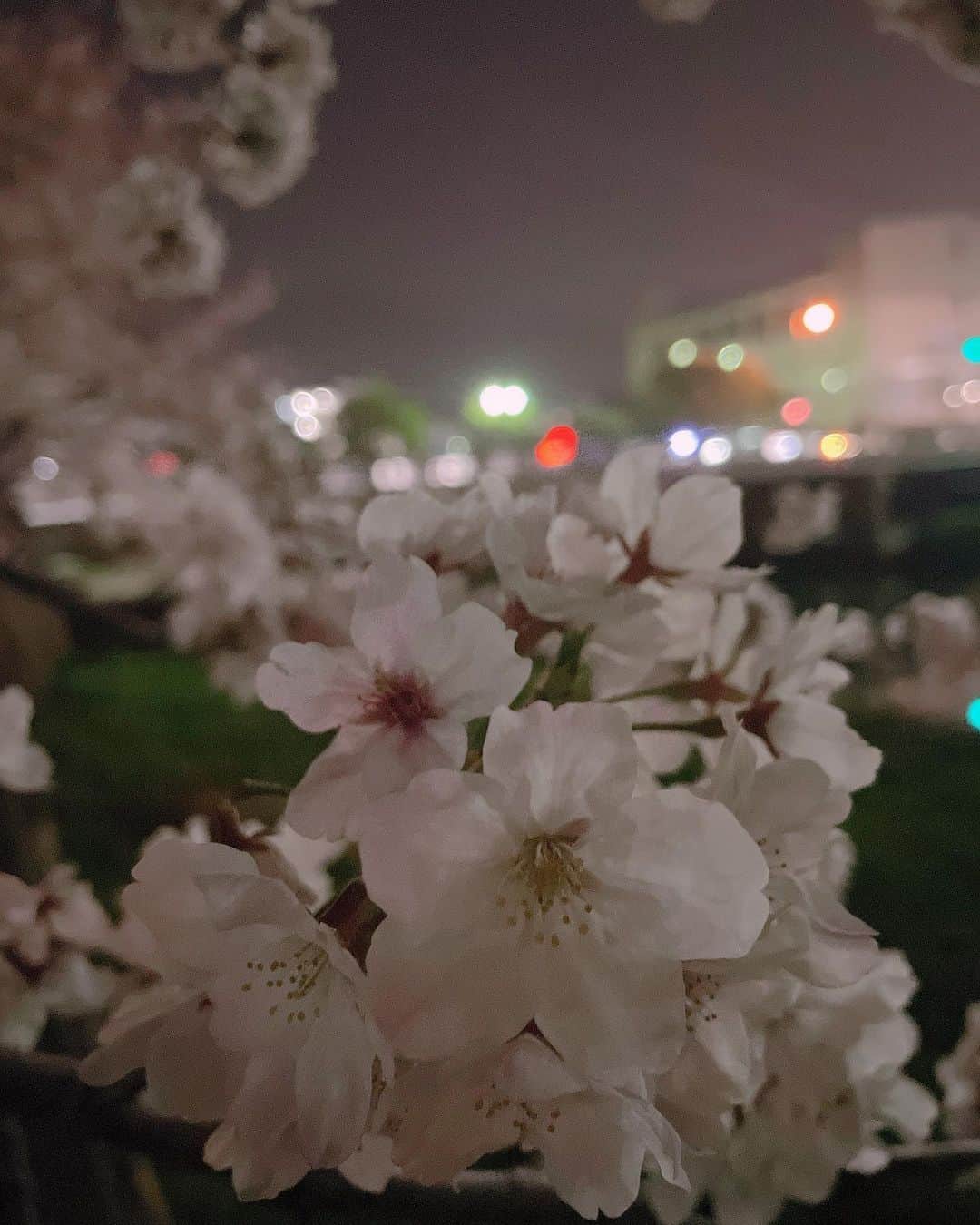星那美月さんのインスタグラム写真 - (星那美月Instagram)「昨日夜桜が綺麗だった🌸昼間にお花見したいなー🍡  #cherryblossom #さくら #桜」3月30日 8時00分 - mitsukihoshina
