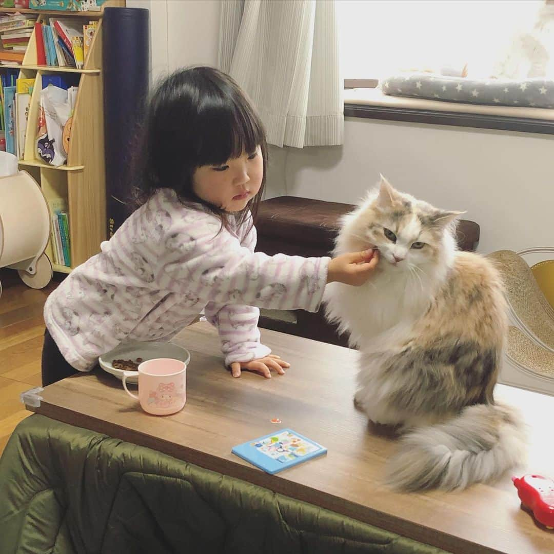 廣永遼太郎さんのインスタグラム写真 - (廣永遼太郎Instagram)「あーんしてくれてる☺️ ぷいってされてるけど🤣 #サイベリアン #長毛種 #大型猫 #ねことあかちゃん #ねことこども #siberiancat  #catstagram  #instacat」3月30日 10時33分 - ryotaro.h_32